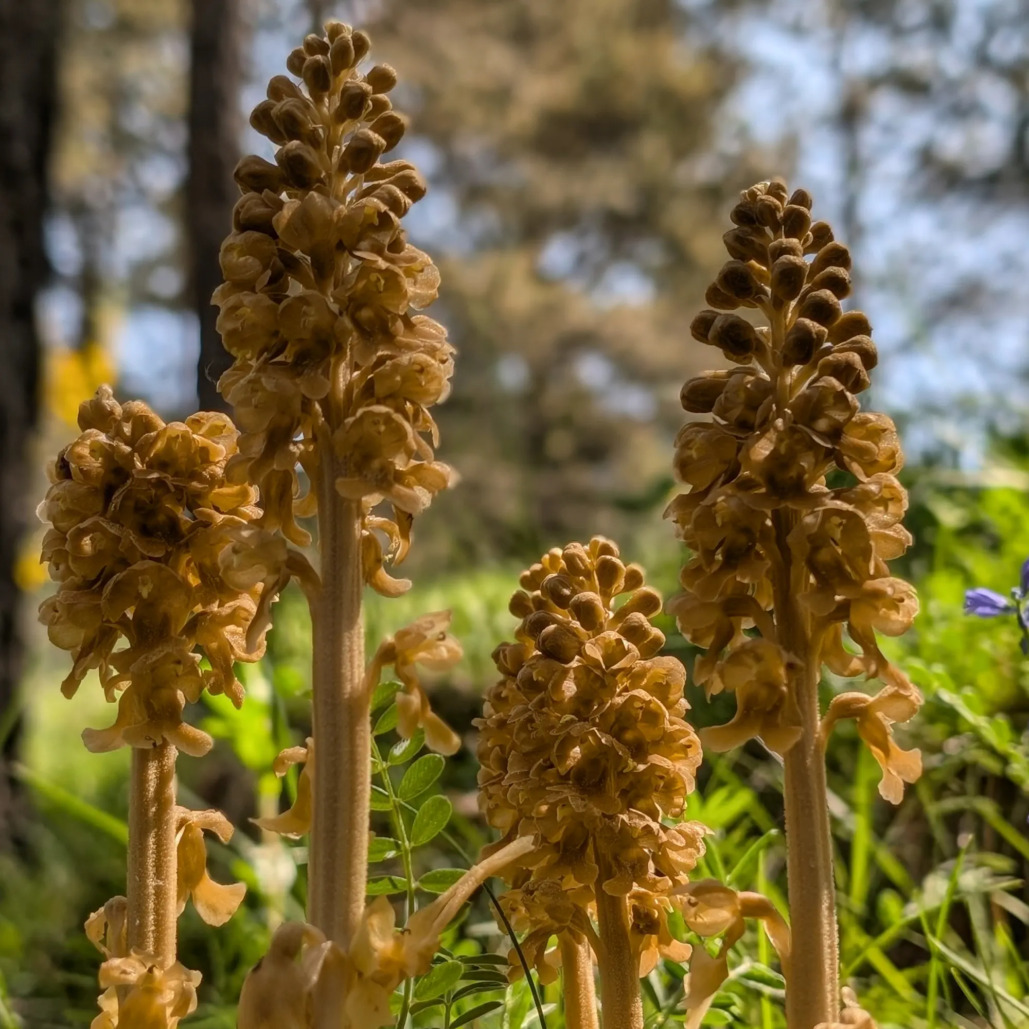 Group of several specimens of Neottia nidus-avis from the Catalan Pre-Pyrenees