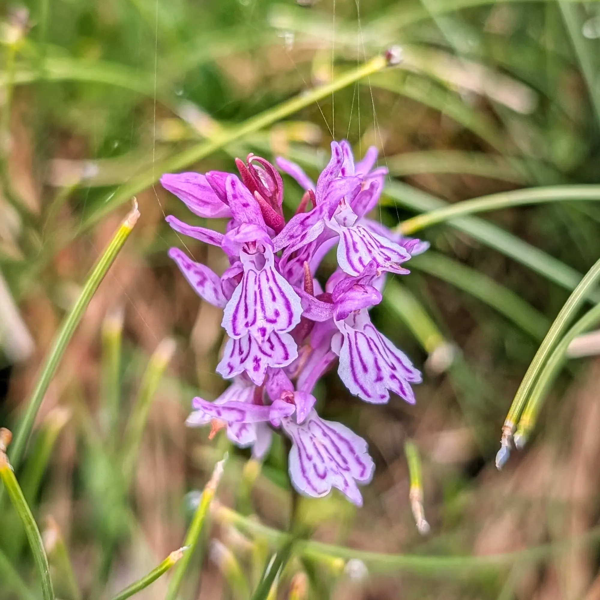 Primer pla d'una orquídia Dactylorhiza maculata amb pètals morats vibrants i patrons blancs intricats, entre herba verda borrosa.