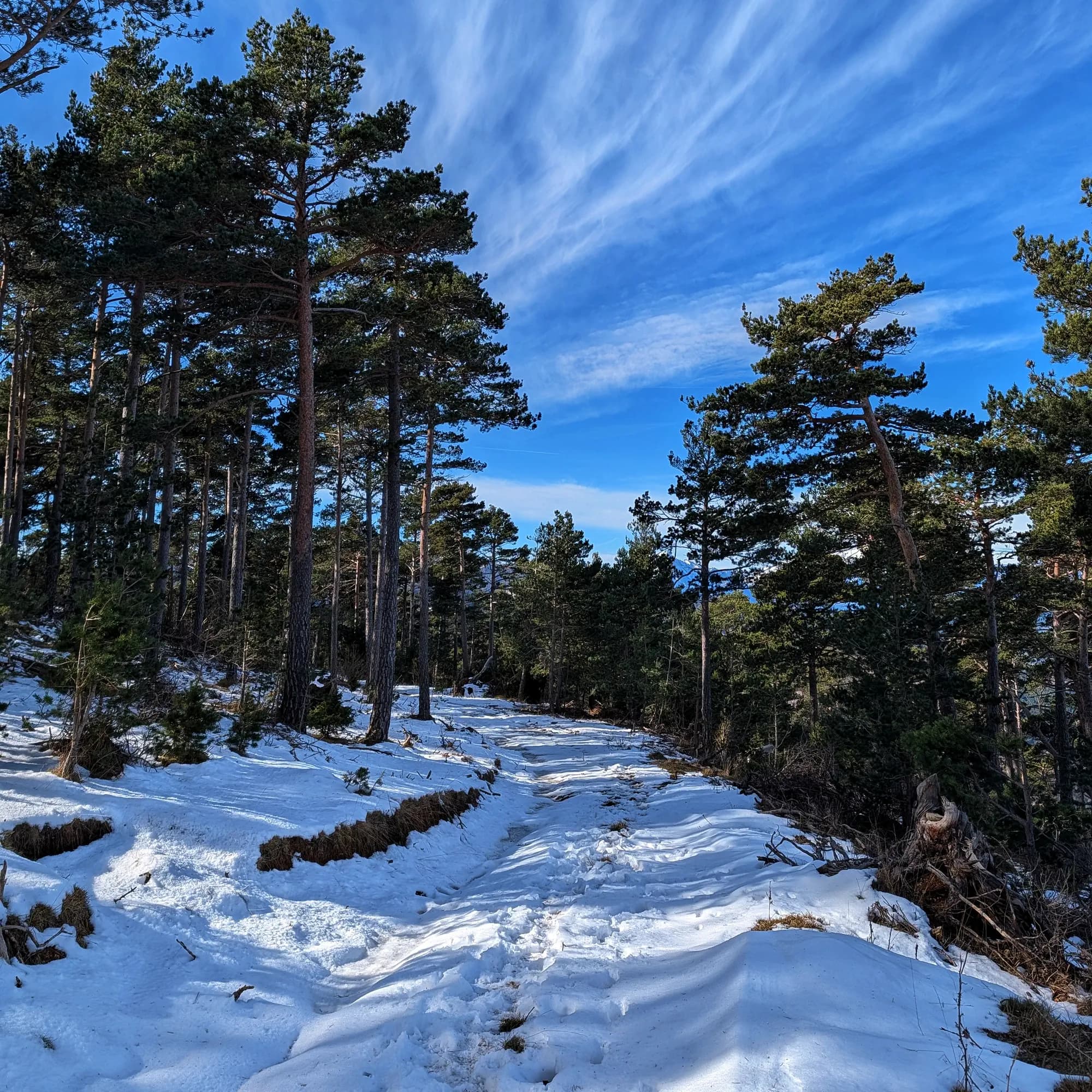 Camí nevat a l'ascens del Pedró de Tubau.