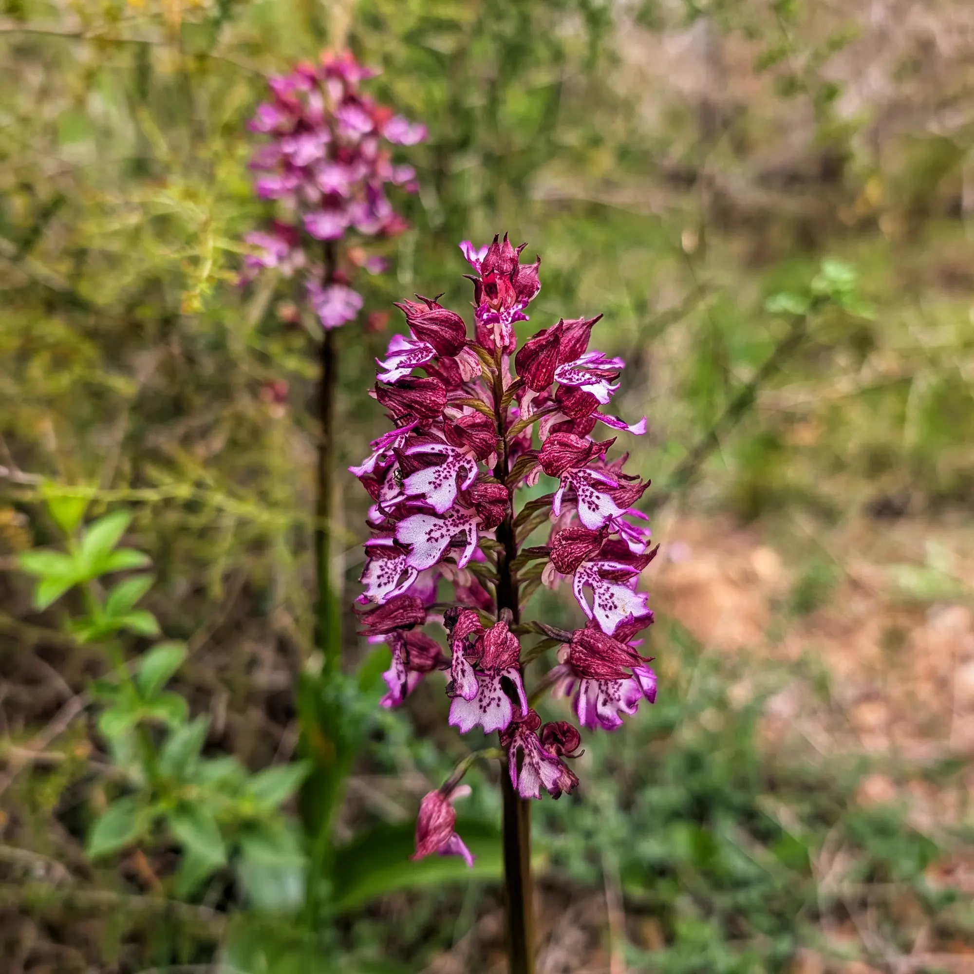 Lady orchid (Orchis purpurea) close-up, with speckled purple and white flowers against a blurred green background.