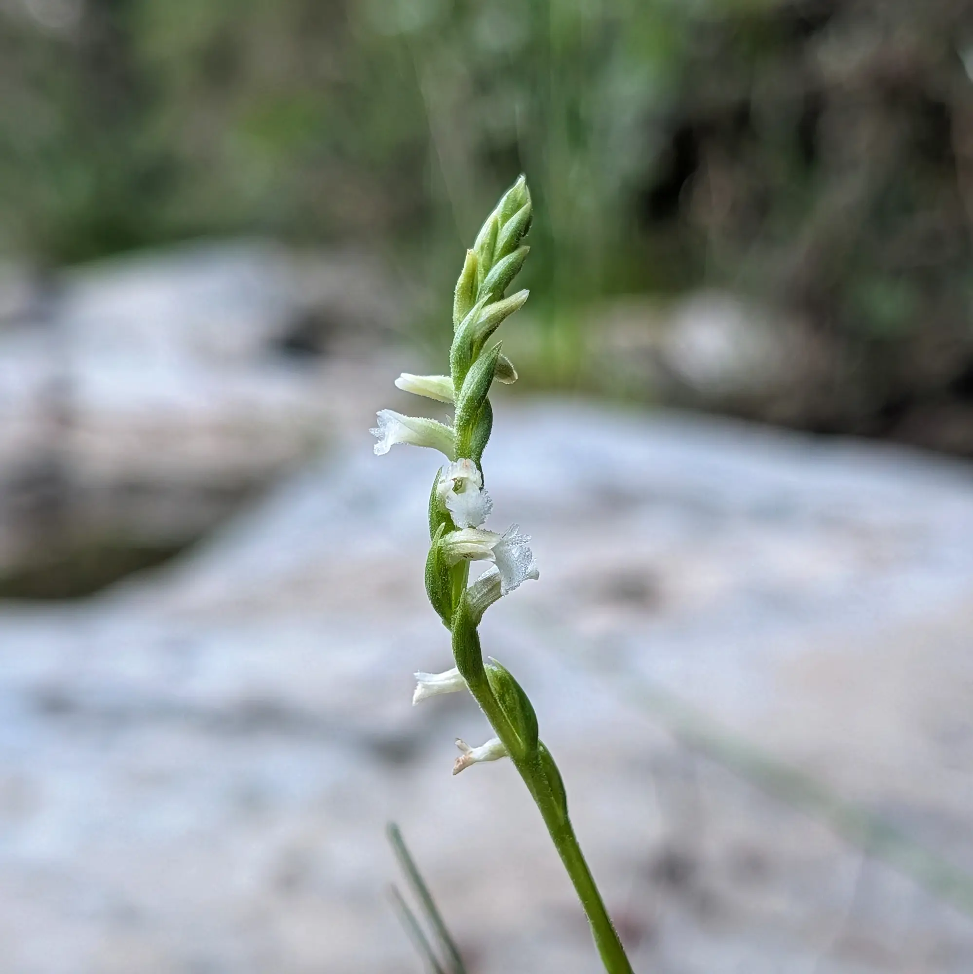 Primer pla d'una orquídia Spiranthes aestivalis amb petites flors blanques en espiral i brots verds sobre fons borrós natural.