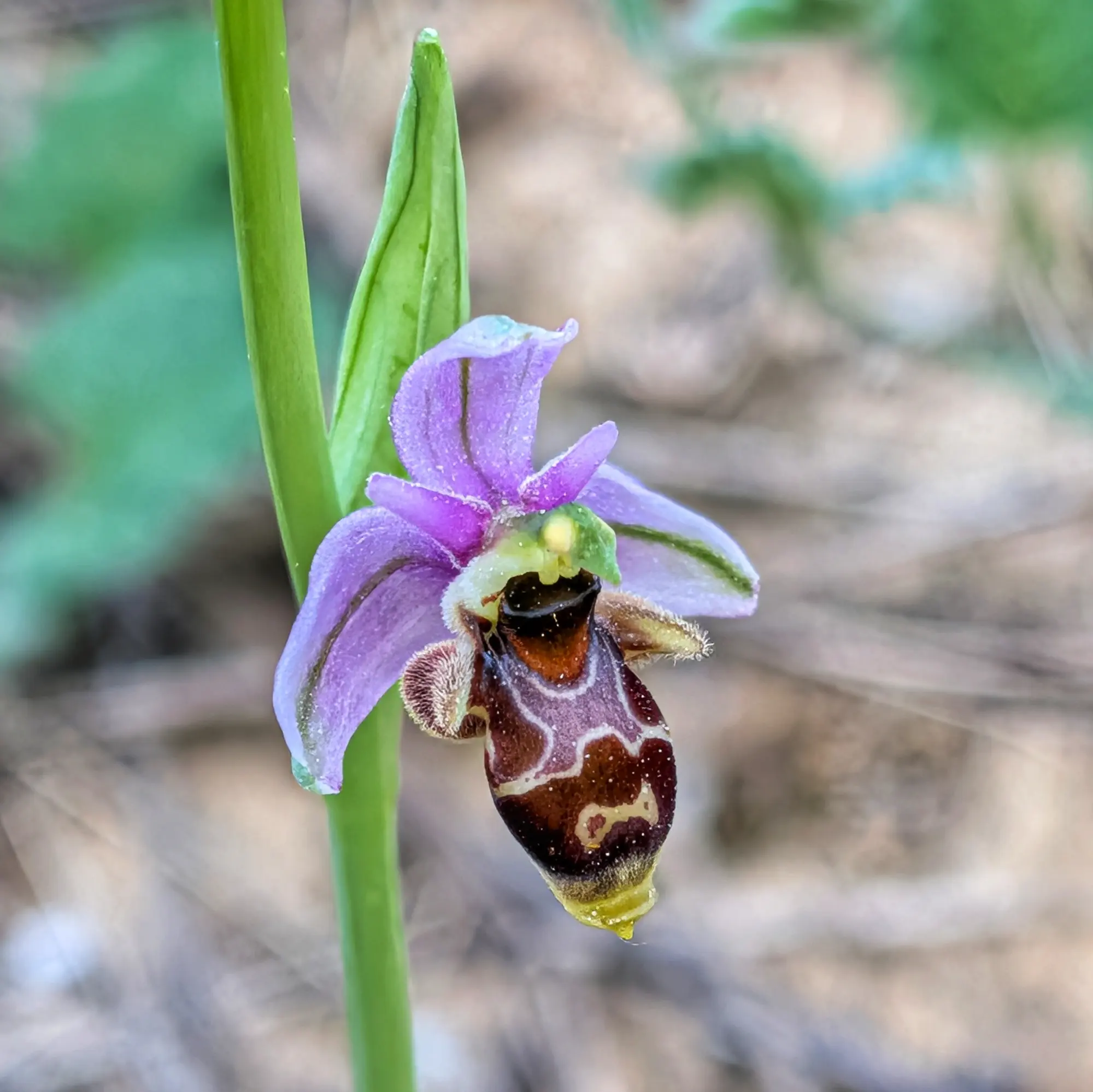 Primer pla d'orquídia Ophrys scolopax, amb pètals liles, label marró i patrons clars, sobre tija verda.