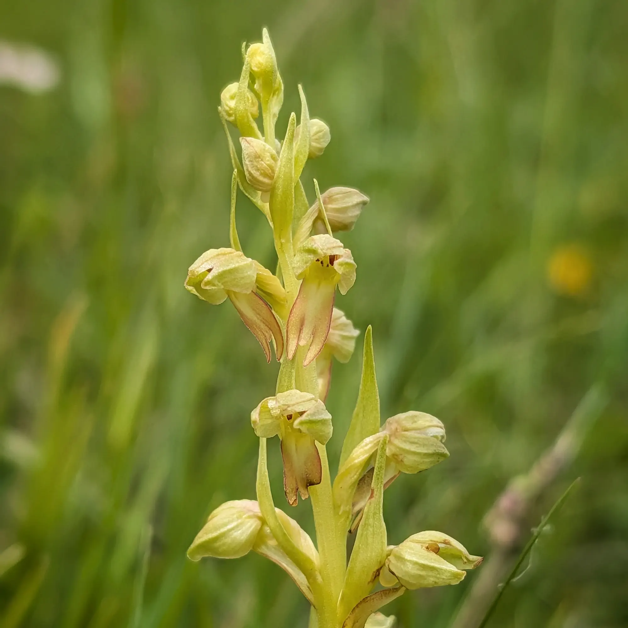 Primer pla d'inflorescència de Coeloglossum viride amb flors verd groguenques i algunes puntes marronoses.