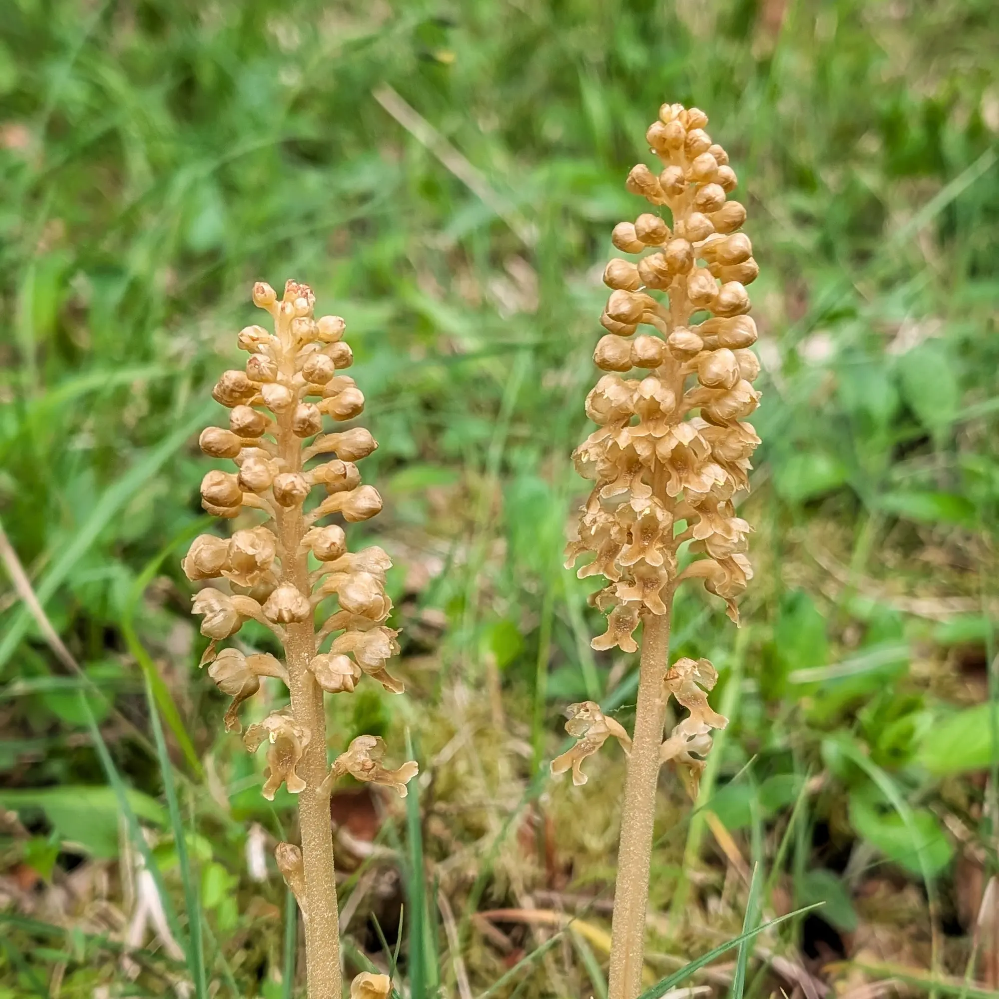 Dues plantes de Neottia nidus-avis marrons amb espigues florals, sobre un fons verd desenfocat.