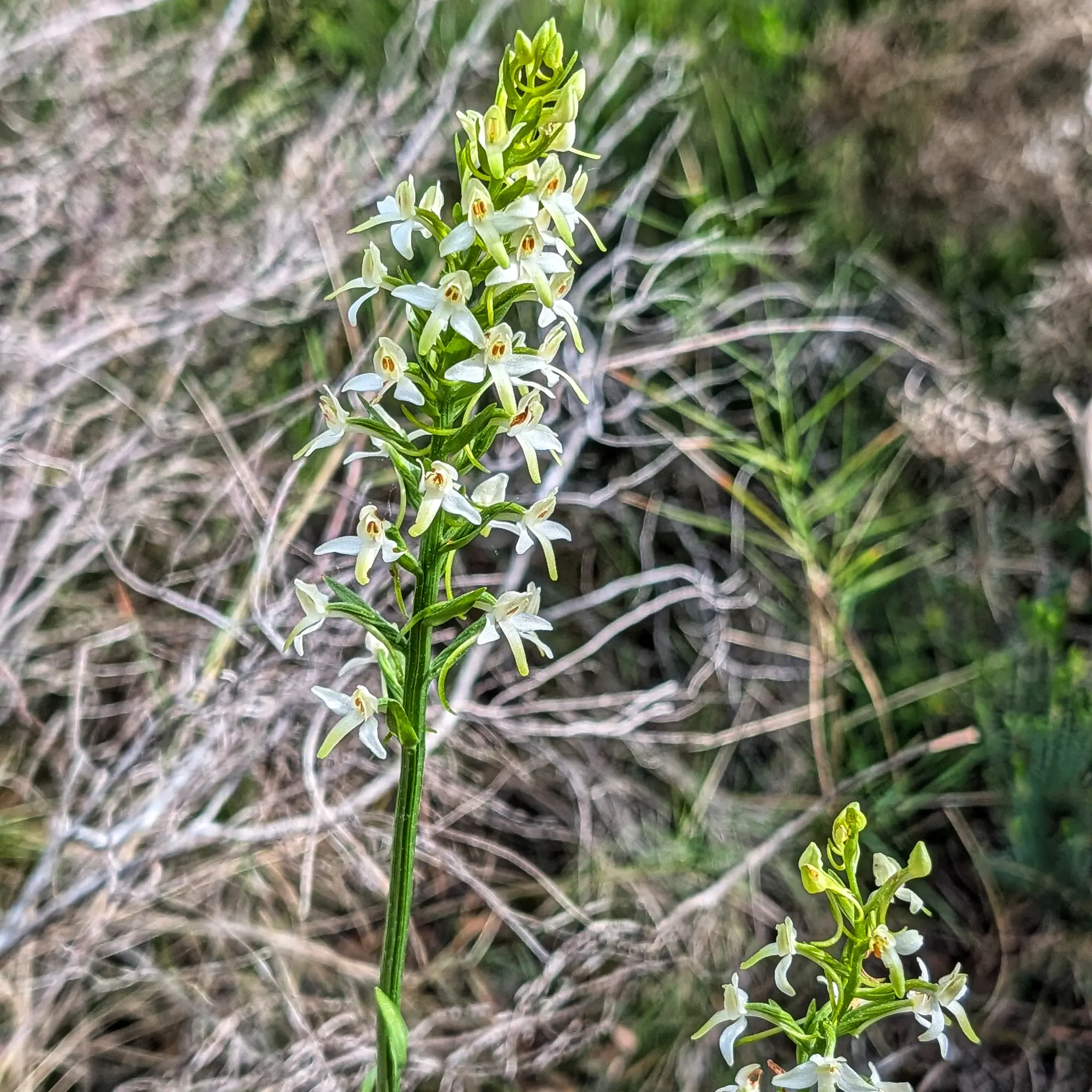 Primer pla d'una Platanthera bifolia amb flors blanques en una tija verda sobre fons natural borrós.