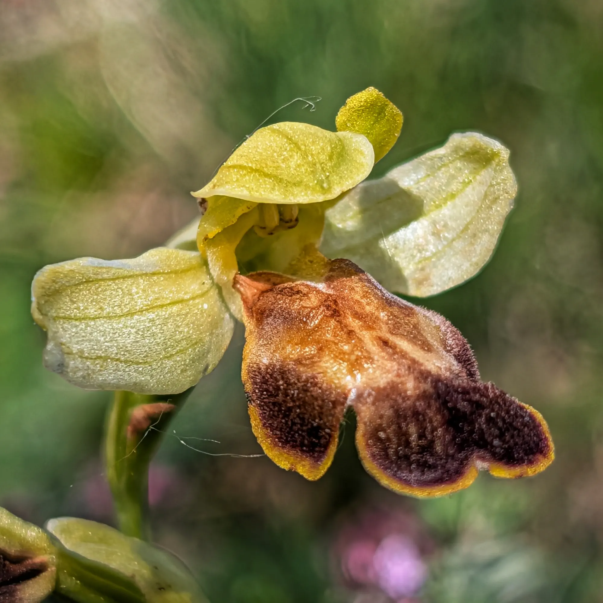 Orquídia Ophrys forestieri amb pètals groguencs i label marró vellutat amb vora groga, sobre fons verd difús.