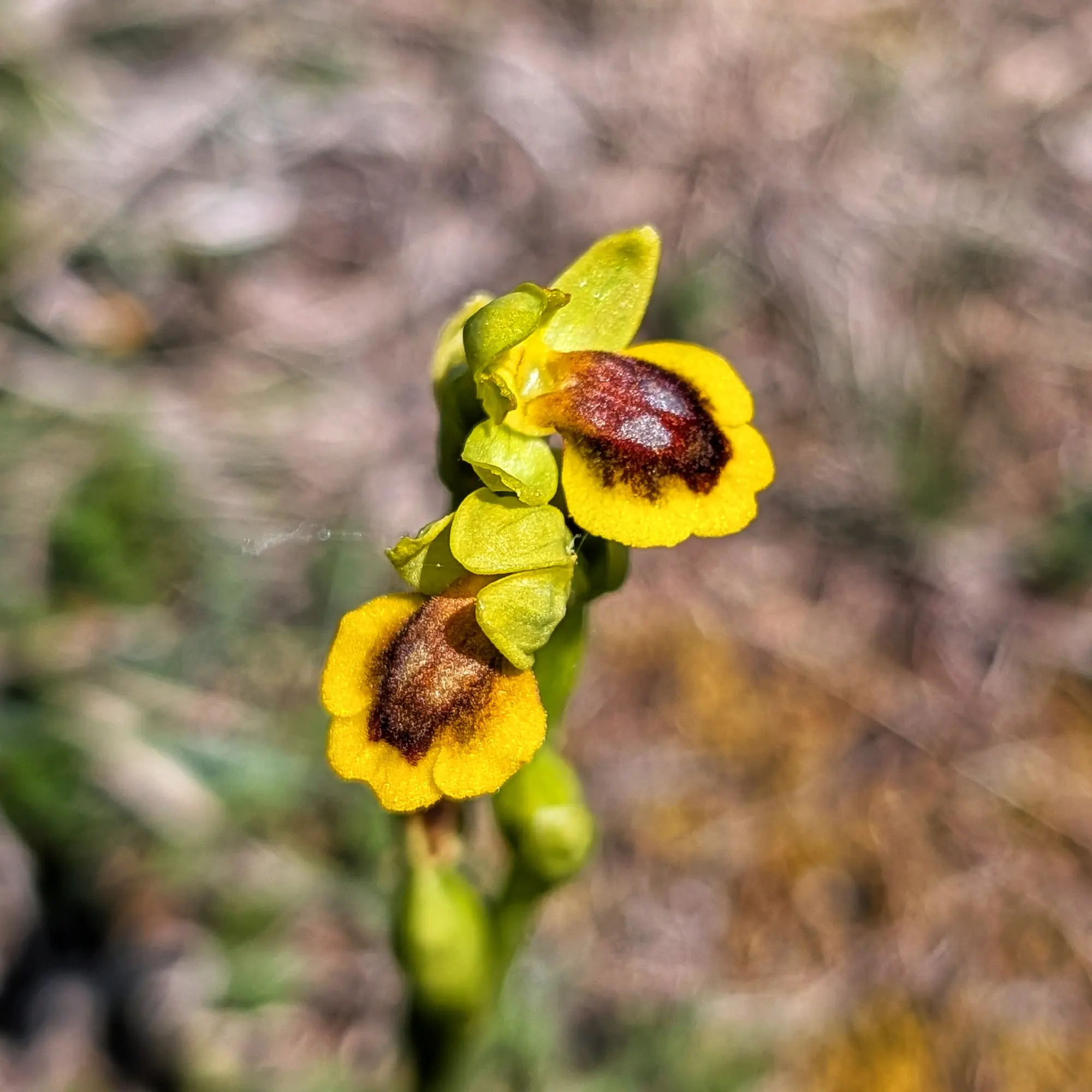 Close-up of an Ophrys lutea orchid with bright yellow petals and a dark, velvety brown lip, against a blurred background.