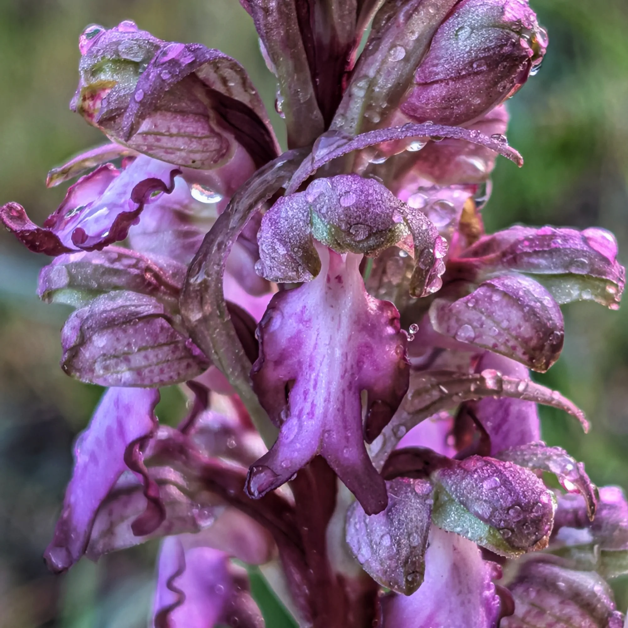 Himantoglossum robertianum florit amb gotes de pluja.