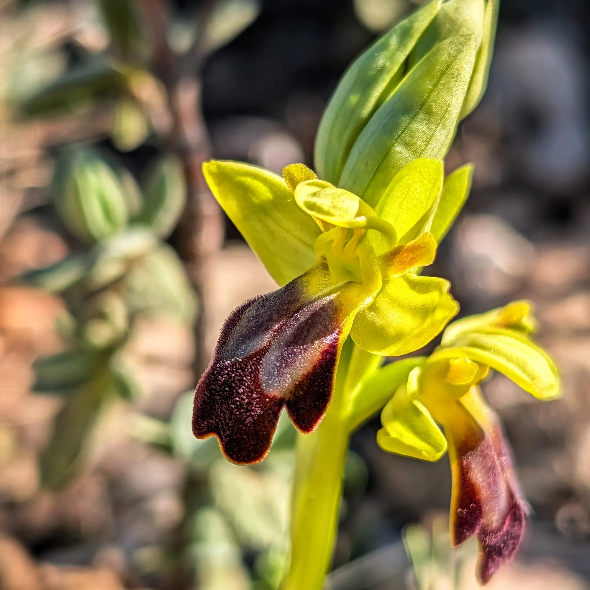 Orquídea Ophrys forestieri con pétalos amarillo verdosos y label aterciopelado marrón oscuro.