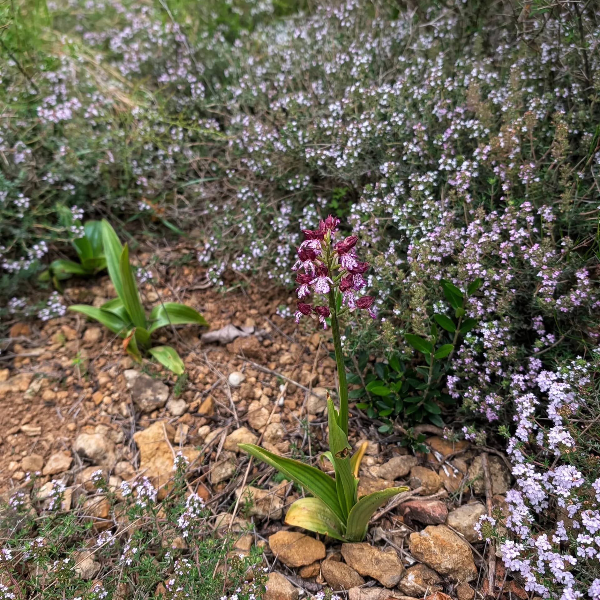 Orchis purpurea with dark purple and white speckled flowers, growing in rocky soil surrounded by small lavender blooms.