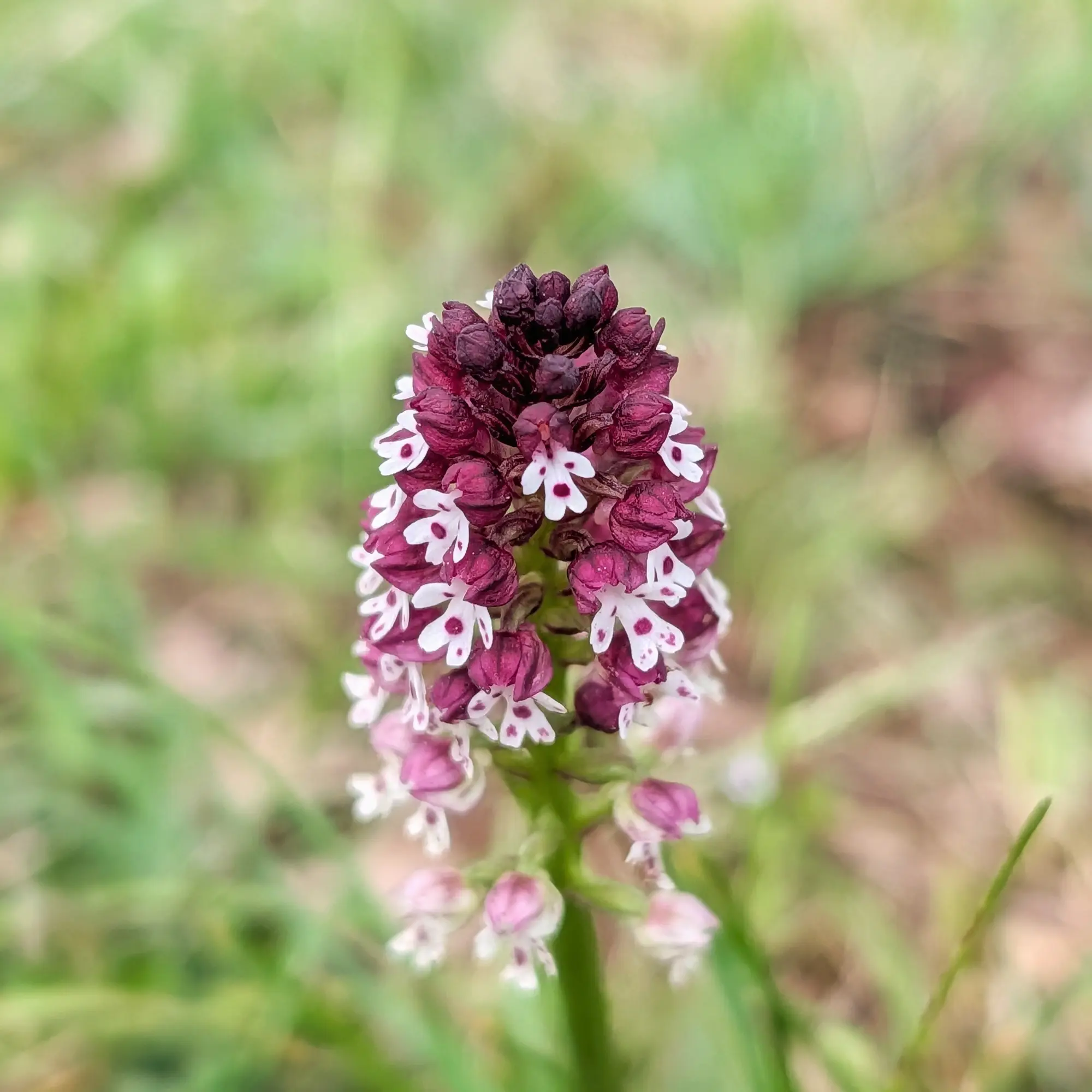 Primer pla d'una orquídia cremada (Neotinea ustulata) amb flors bicolors morades i blanques sobre fons verd difús.