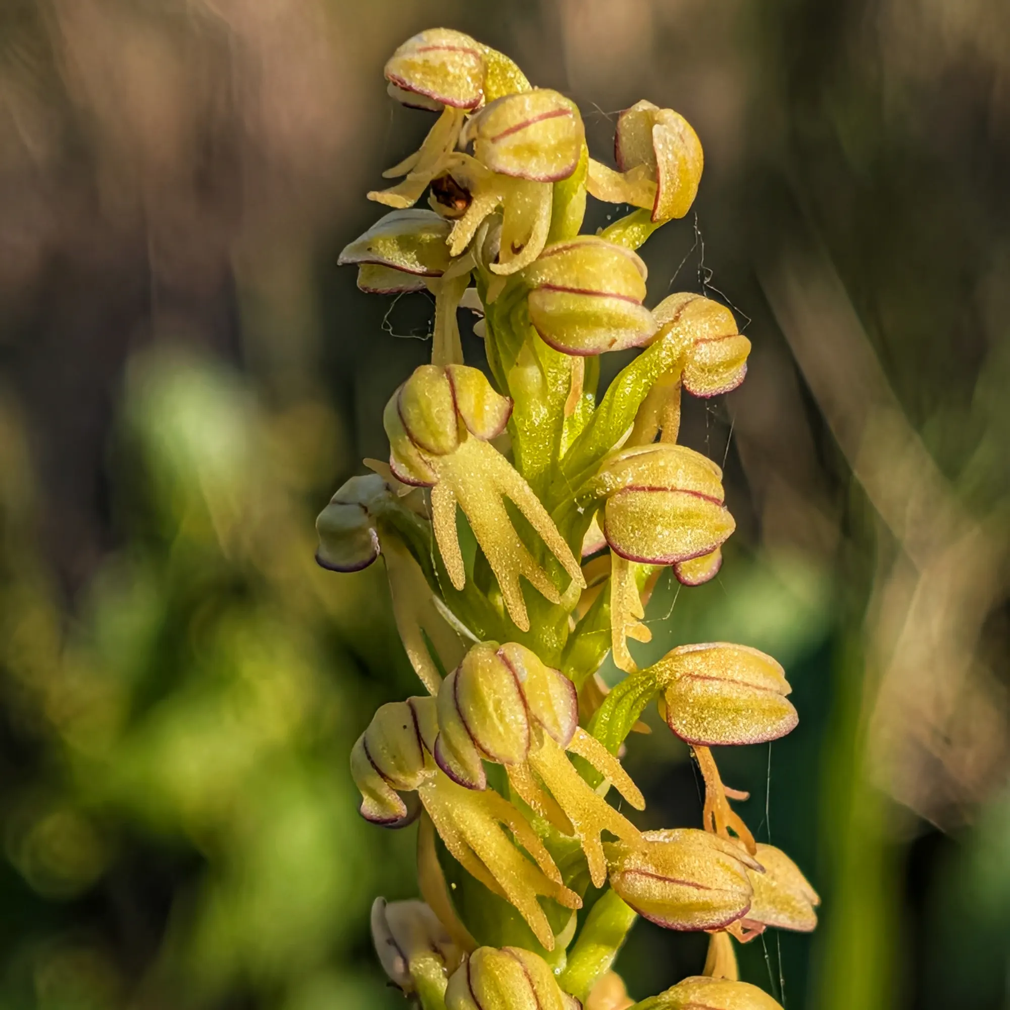 Primer pla d'una orquídia Orchis anthropophora groc-verdosa amb detalls vermellosos sobre fons difús.
