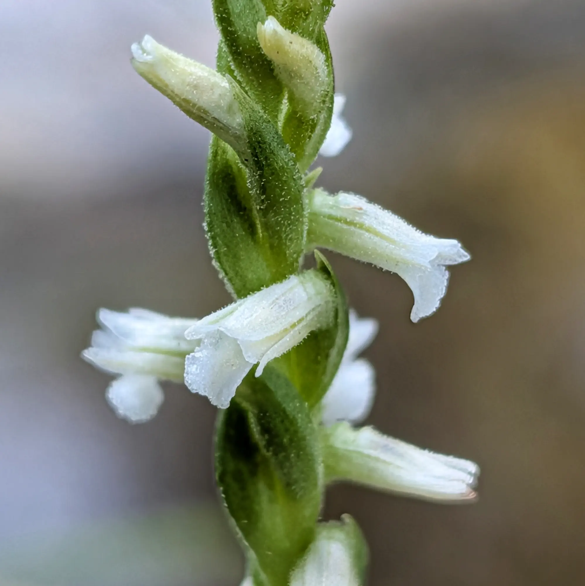 Primer pla d'una Spiranthes aestivalis amb delicades flors blanques disposades en espiral sobre una tija verda.