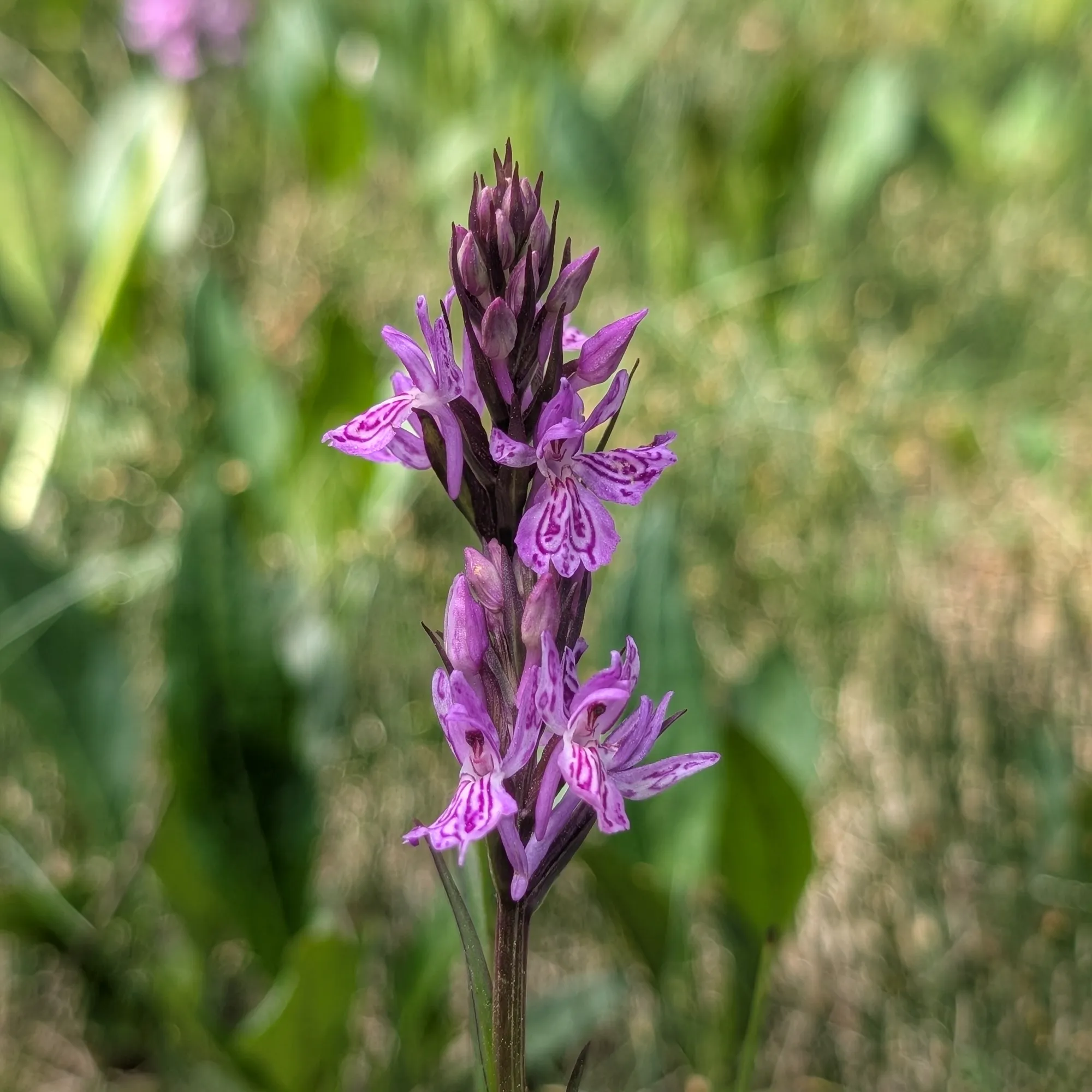 Dactylorhiza maculata: Fotografia del label tacat