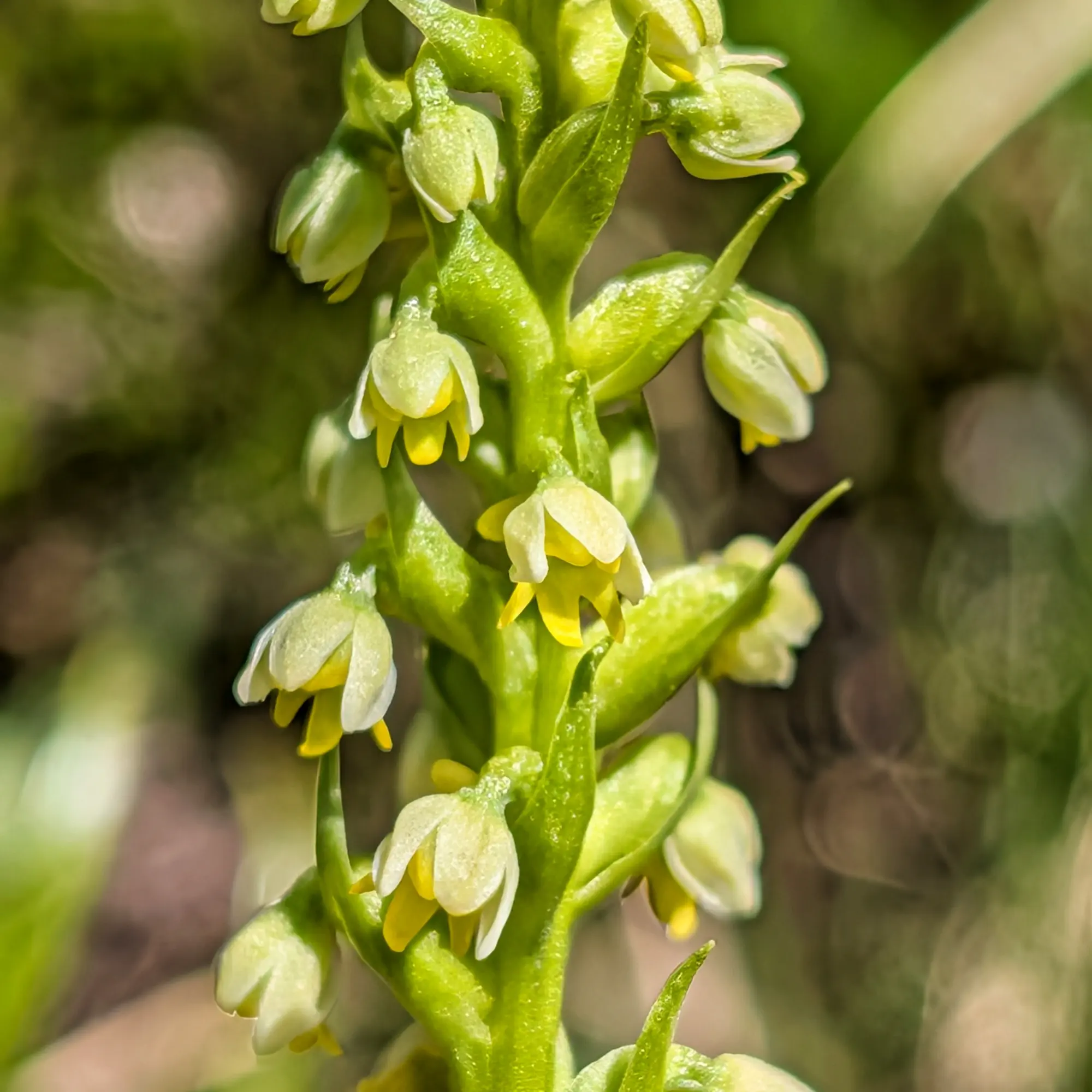 Primer pla d'una espiga d'orquídia Pseudorchis albida amb nombroses flors petites de color groc verdós pàl·lid sobre una tija verda.