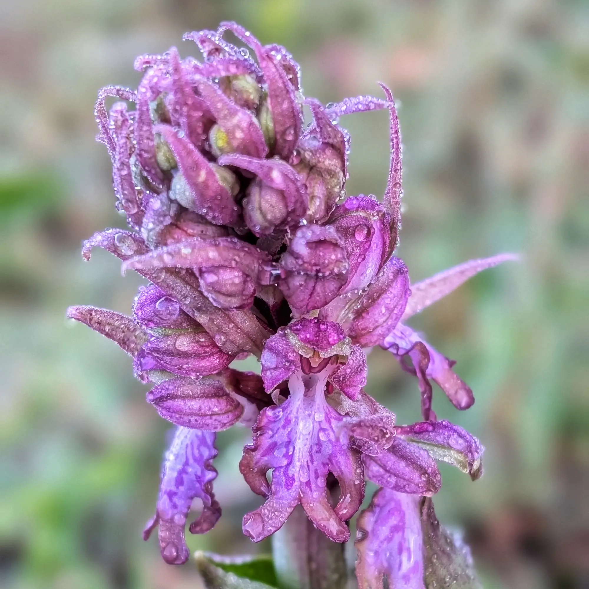 Himantoglossum robertianum florit amb gotes de pluja a les pètals i fulles.
