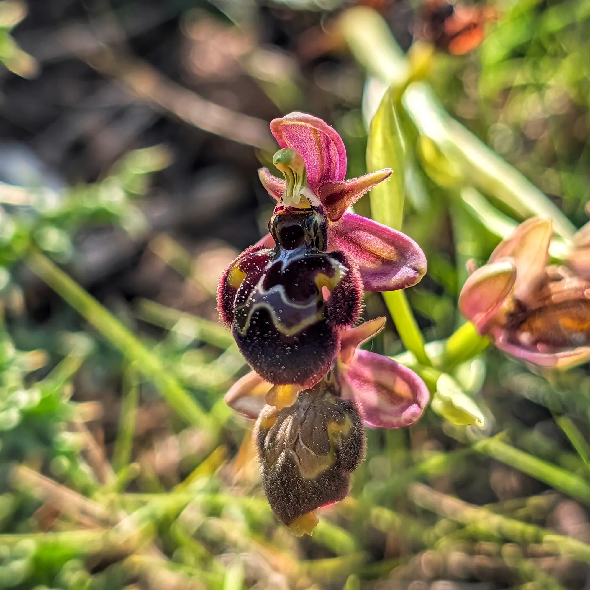 Primer plano de orquídea Ophrys x castroviejoi, con pétalos rosados y labelo oscuro aterciopelado con patrón brillante.