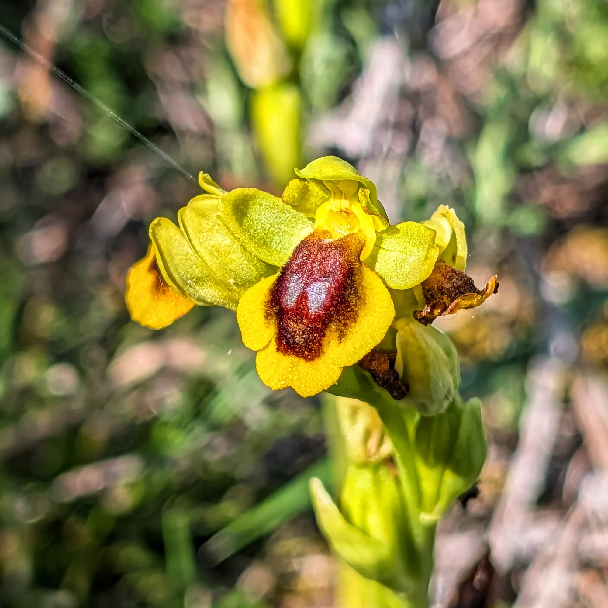Close-up of a yellow and brown Ophrys lutea orchid against a blurred green background.