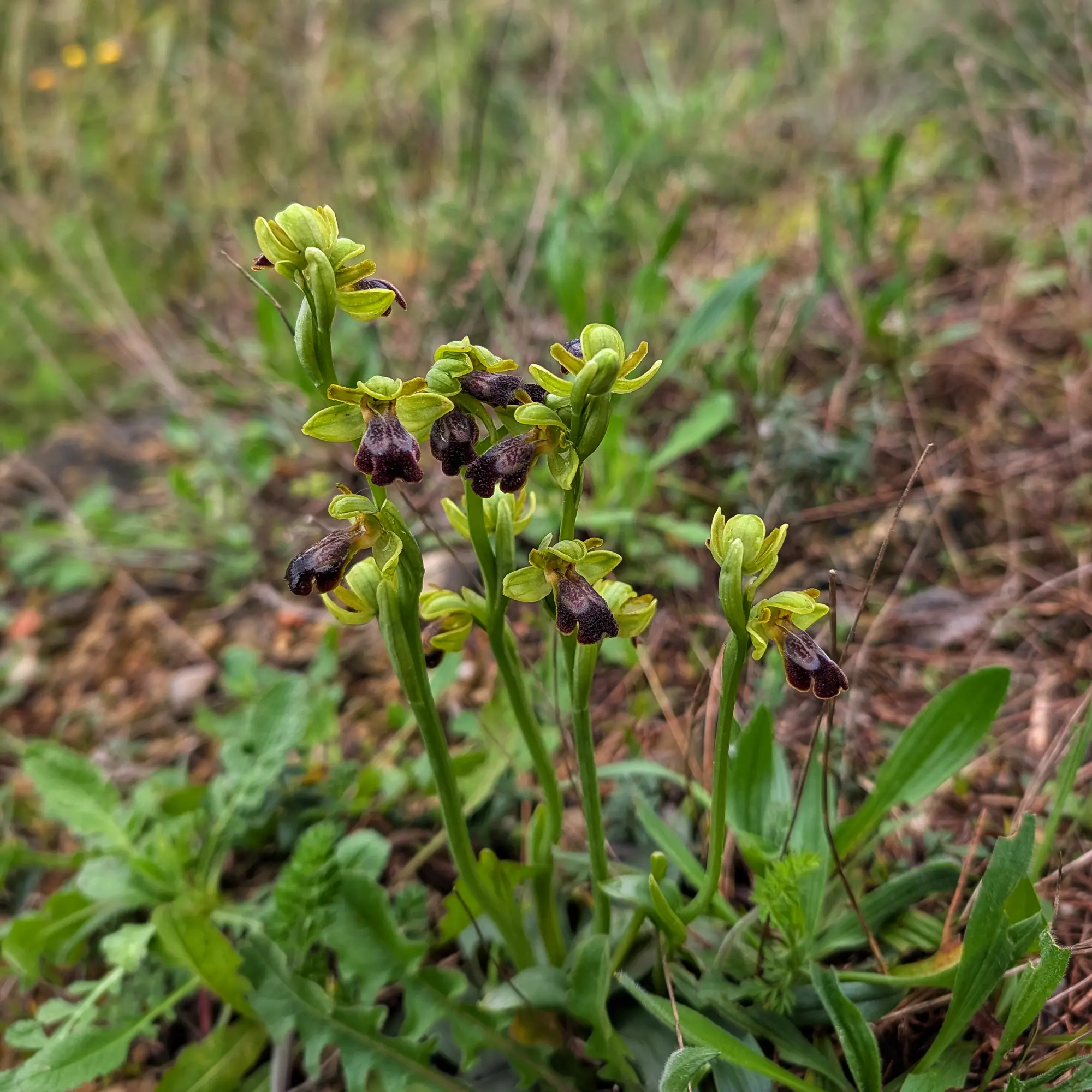 Grup d'orquídies Ophrys forestieri florint a l'Alt Empordà. Primer pla d'un grup d'orquídies Ophrys forestieri amb flors verdes i llavis foscos.