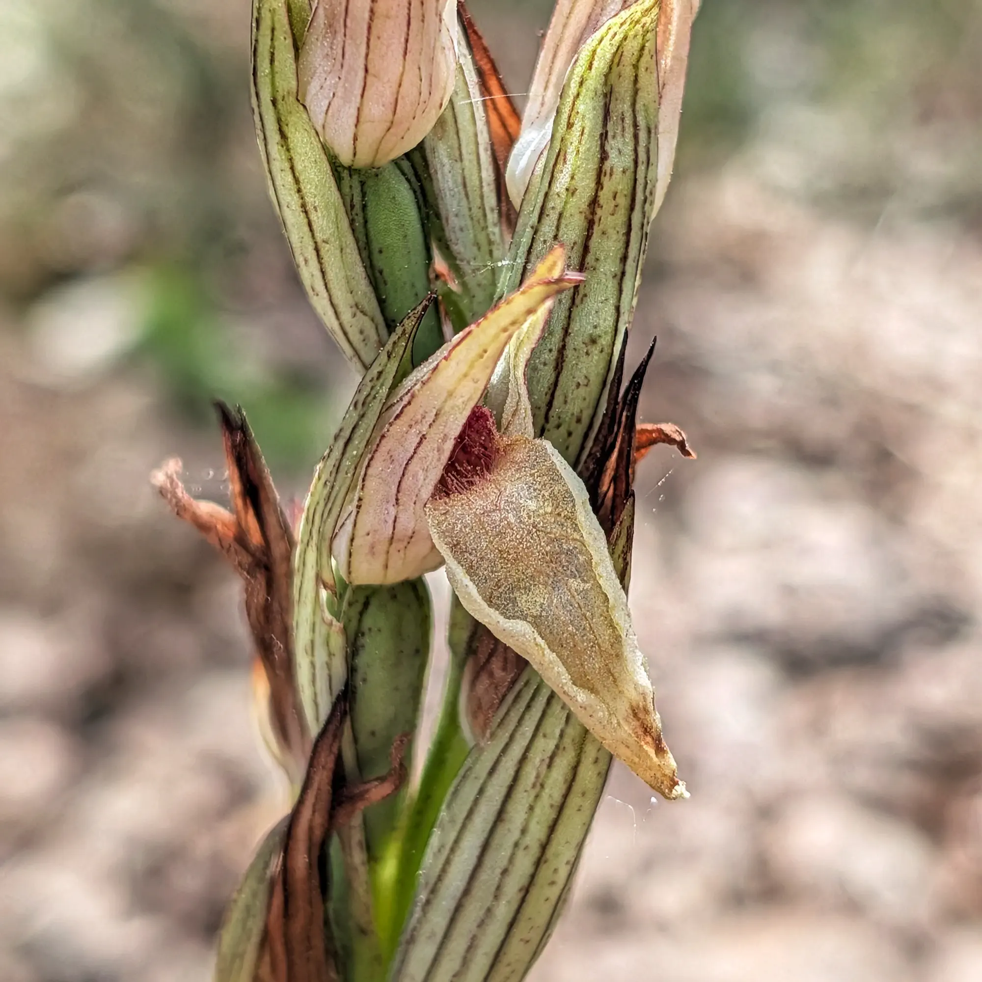 Close-up of a Serapias orchid, with flowers in greenish, reddish, and beige tones, and detail of a textured frontal petal.