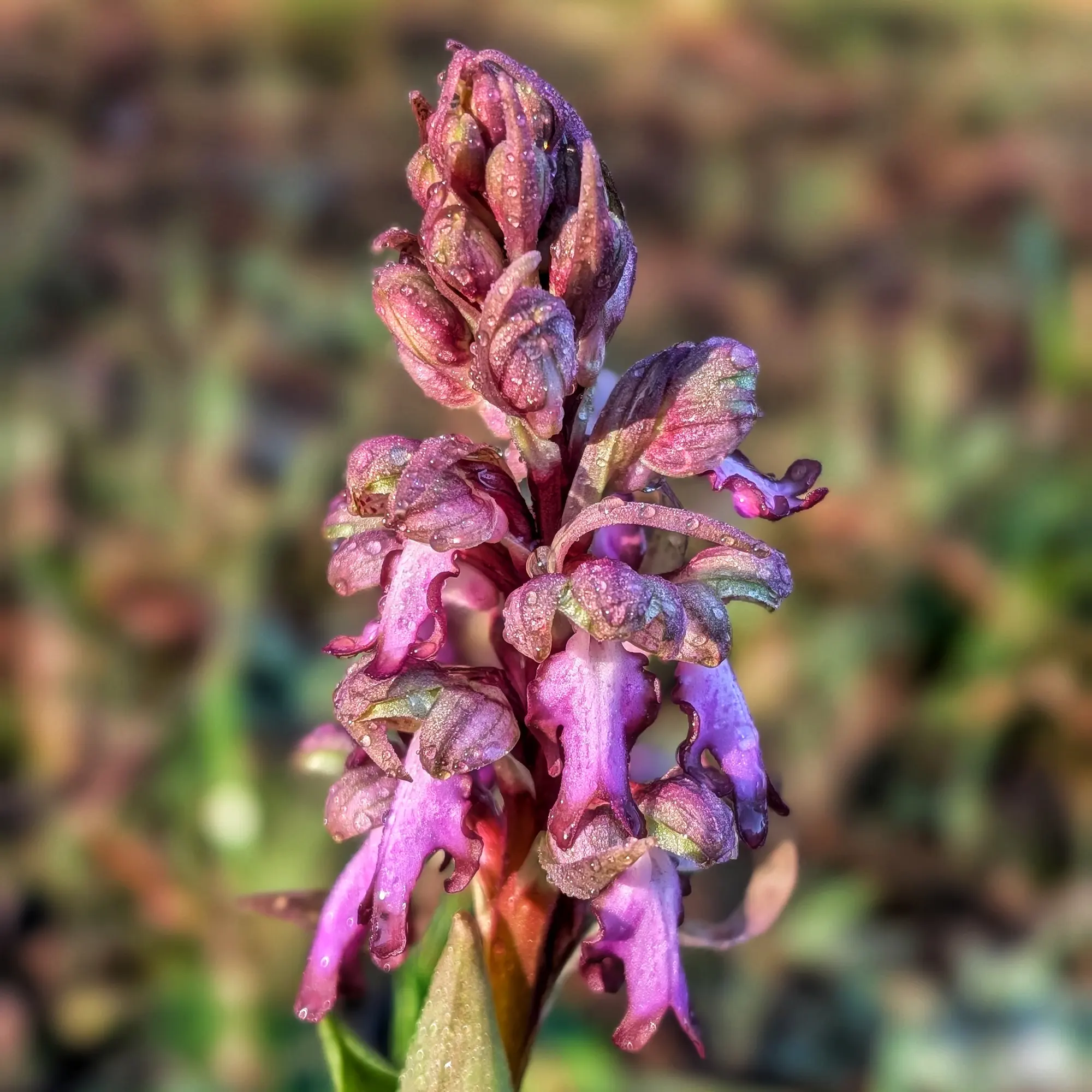 Himantoglossum robertianum florit amb gotes de pluja i les primeres llums del dia.