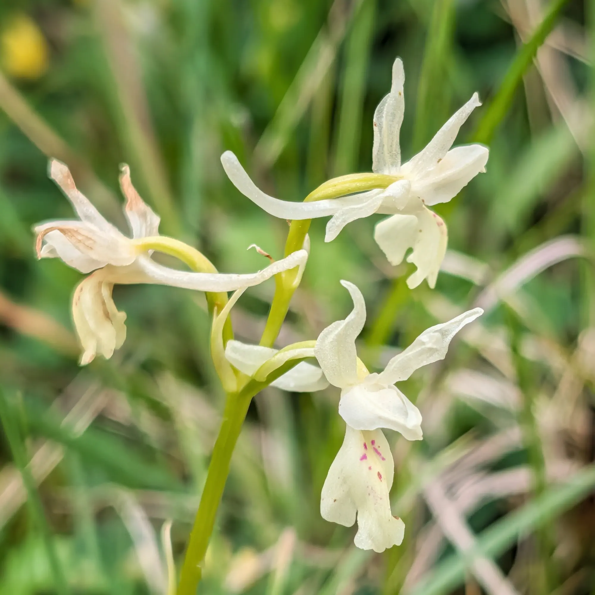 Primer pla de tres orquídies Orchis provincialis blanques amb fons verd borrós.