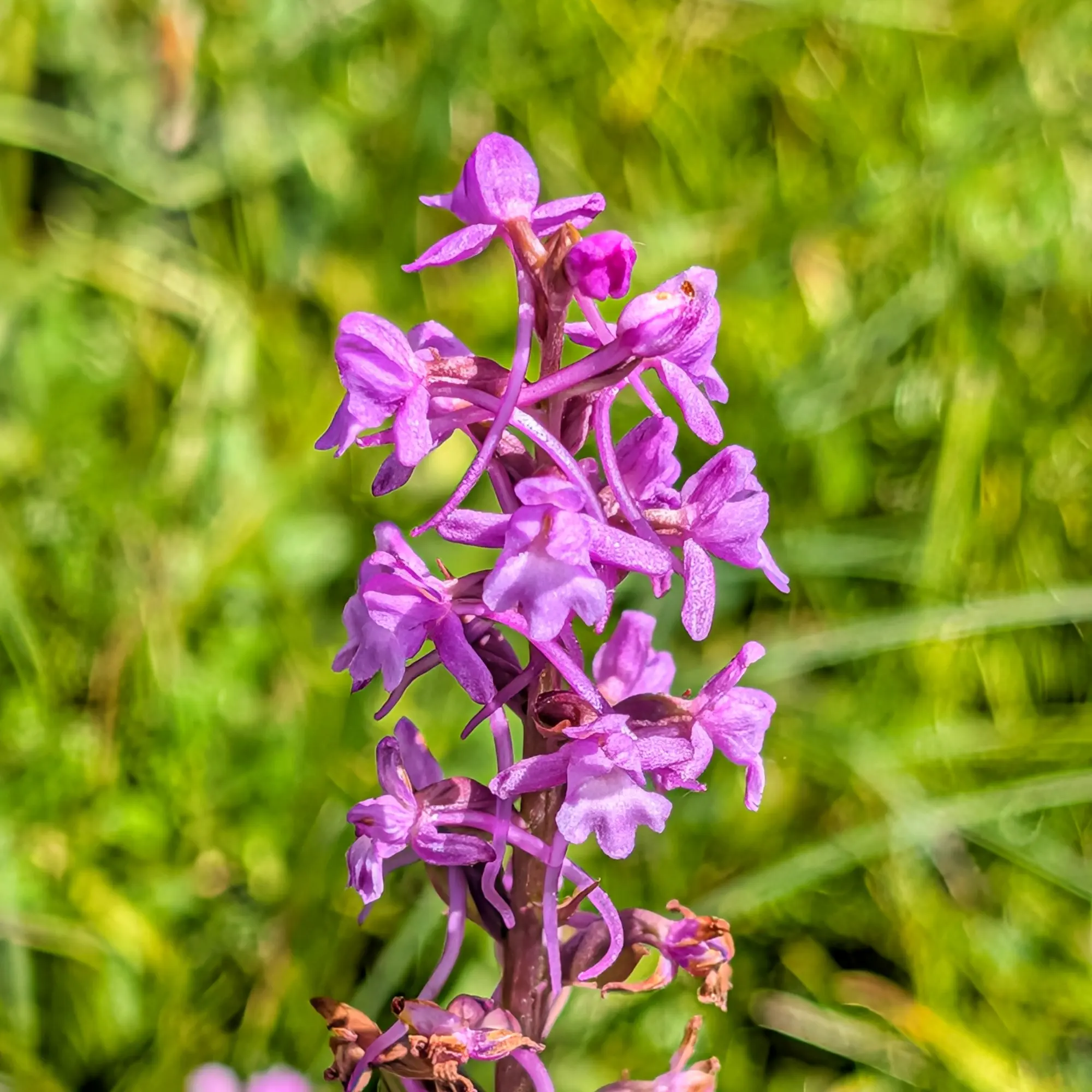 Vibrant purple orchid flowers blooming on a stem, sharply focused against a soft green bokeh background.