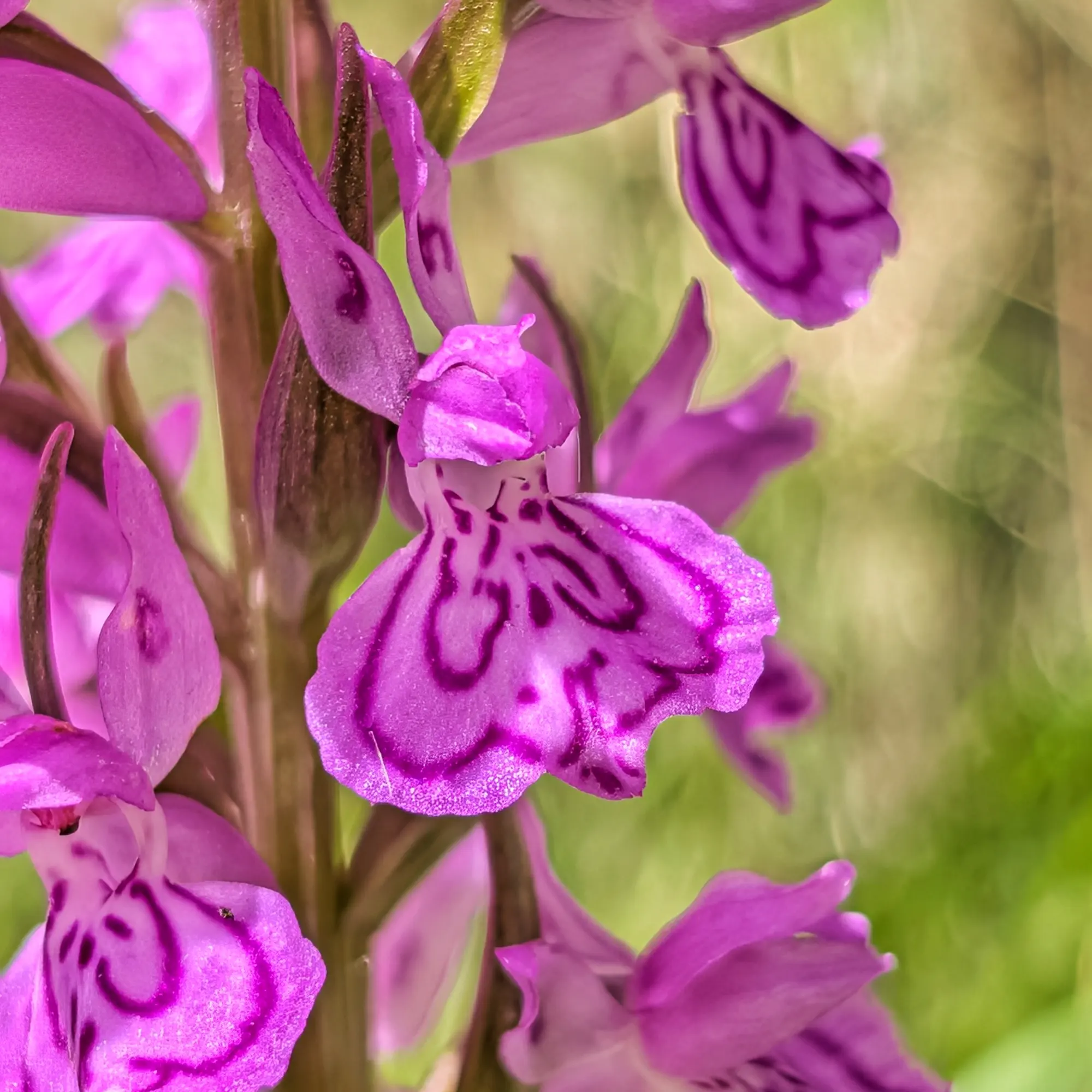 Orquídia Dactylorhiza elata amb flors distintives i fulles verdes.