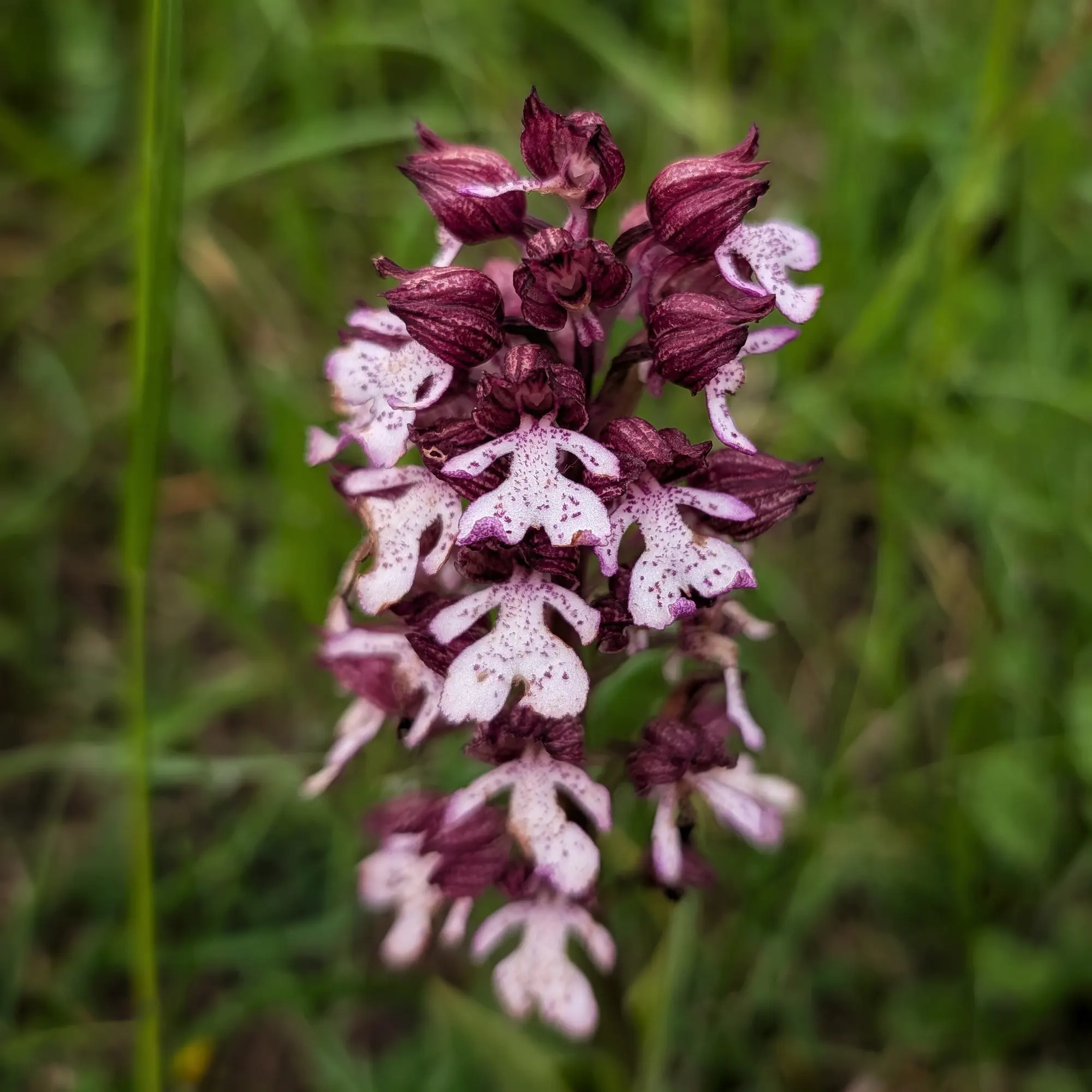Primer pla d'espiga d'Orchis purpurea, caputxes granats fosques, llavis blancs tacats sobre fons verd.