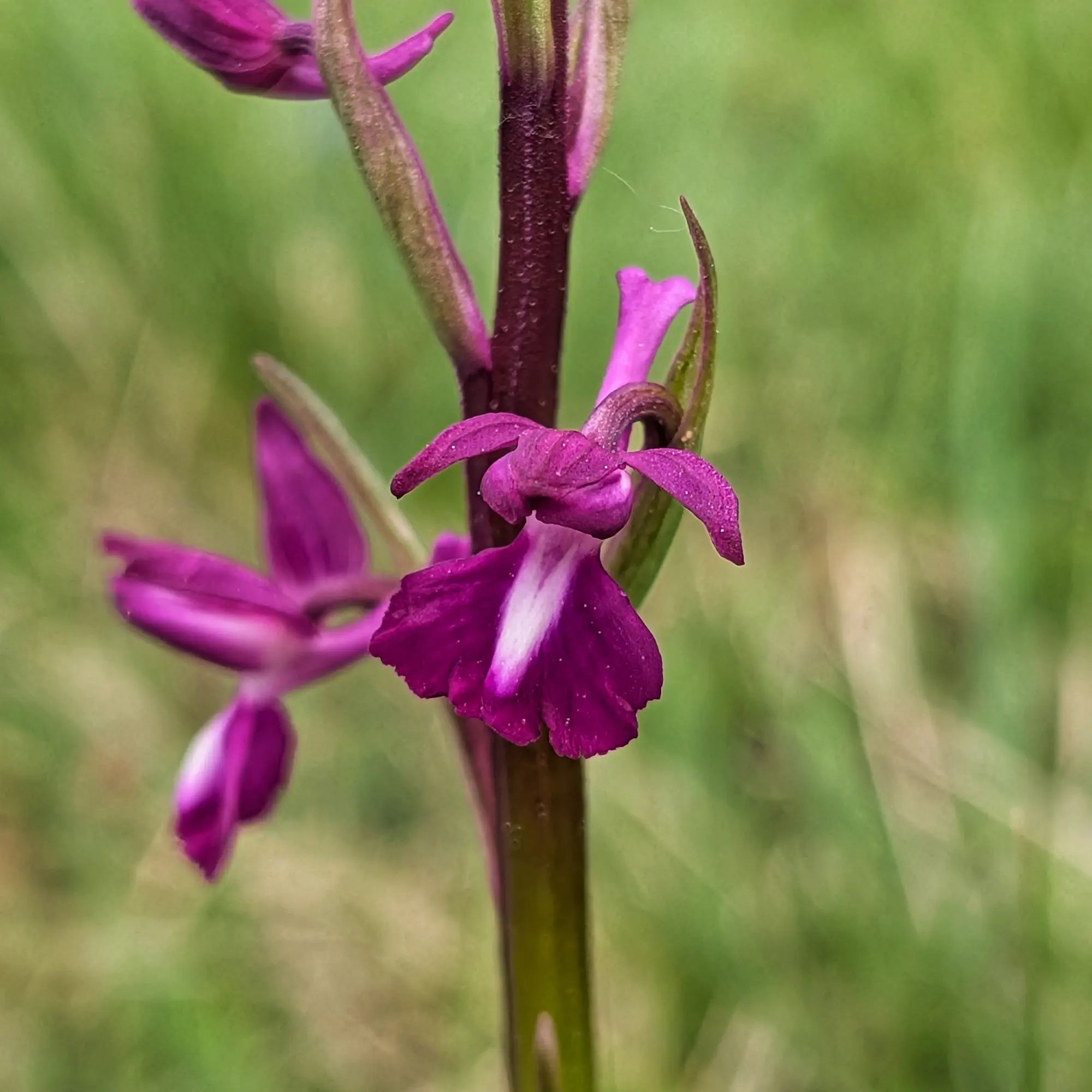 Close-up of Anacamptis laxiflora orchid, vibrant magenta flowers with white lip, against blurry green background.