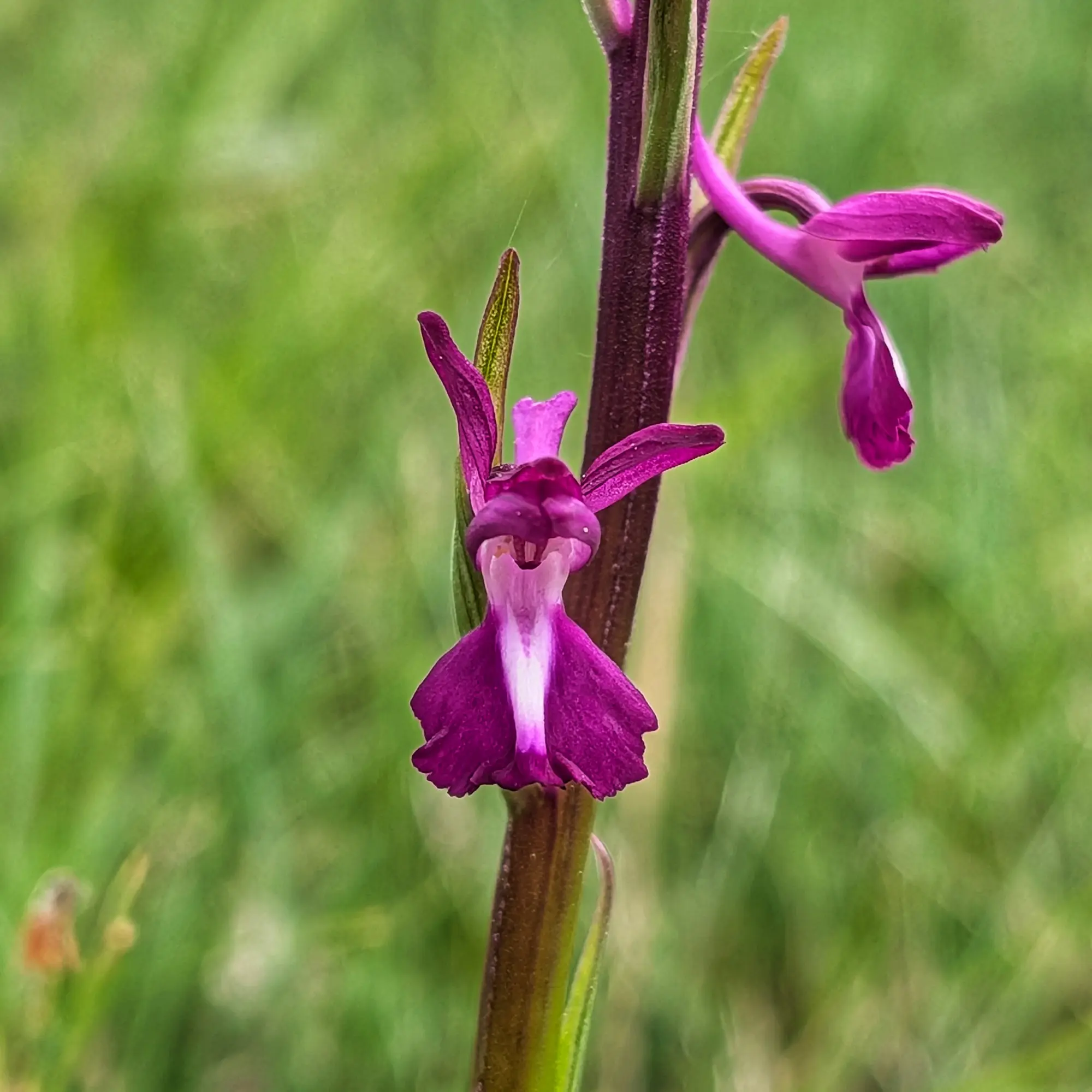 Close-up of a vibrant magenta Anacamptis laxiflora orchid with a white center, against a blurred green background.