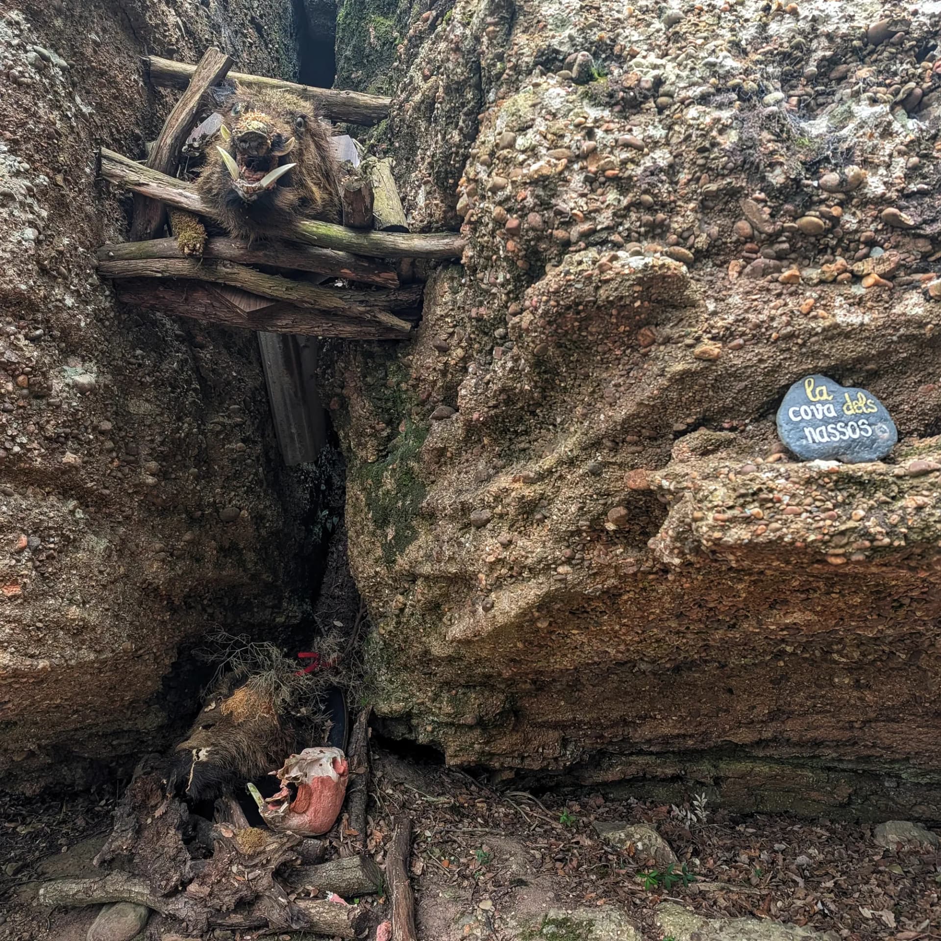 Fissura rocosa amb caps de senglar, taulons de fusta i una pedra amb la inscripció 'la cova dels nassos'.