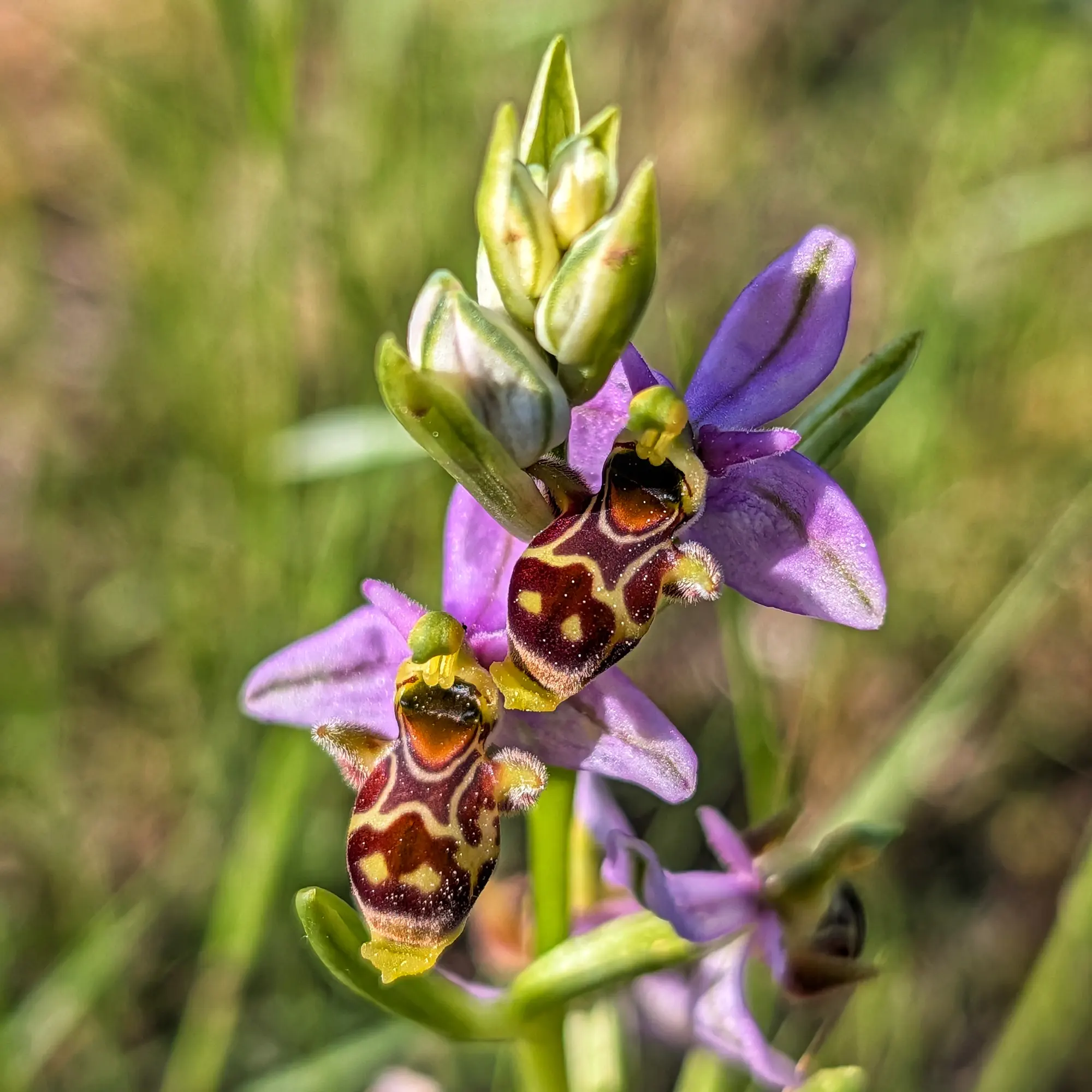 Orquídia Ophrys scolopax amb flors morades i llavis marrons amb patrons, brots verds i fons desenfocat.