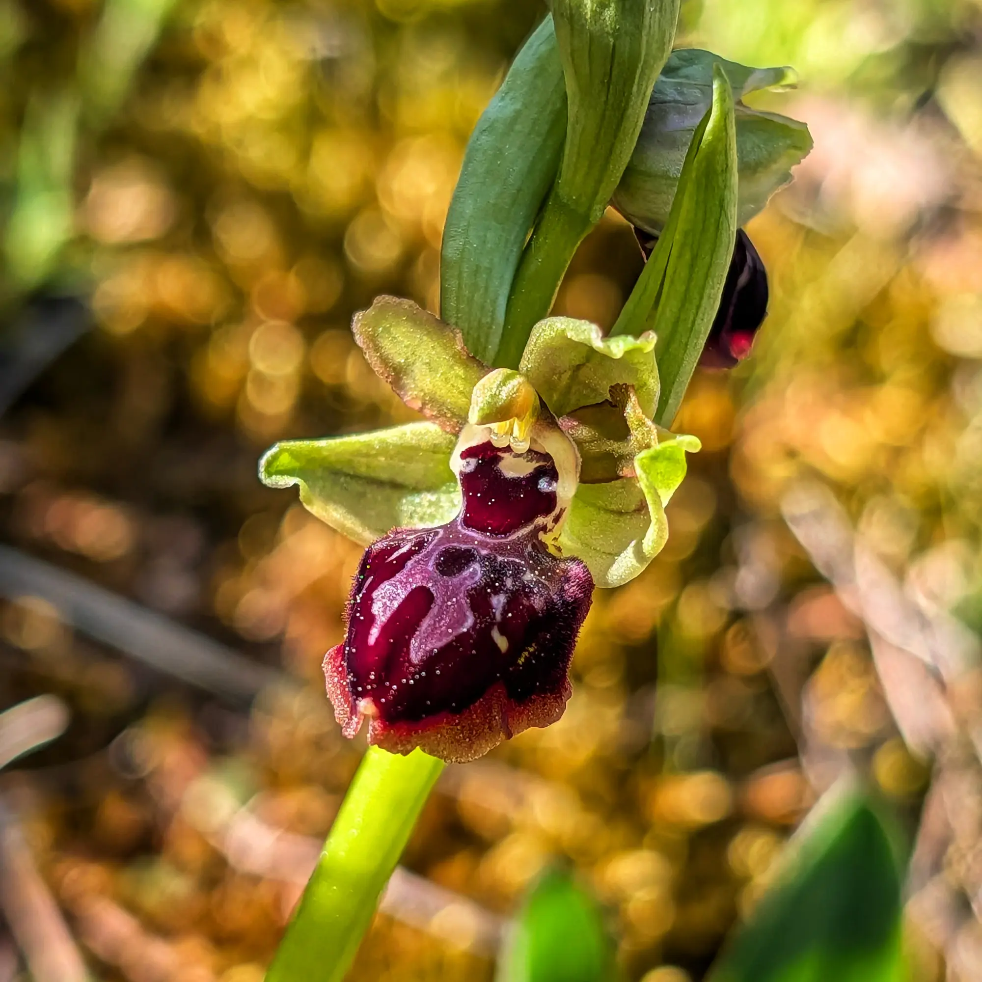 Orquídea Ophrys passionis amb labellum granat fosc i pètals verds, sobre fons bokeh de tons càlids.