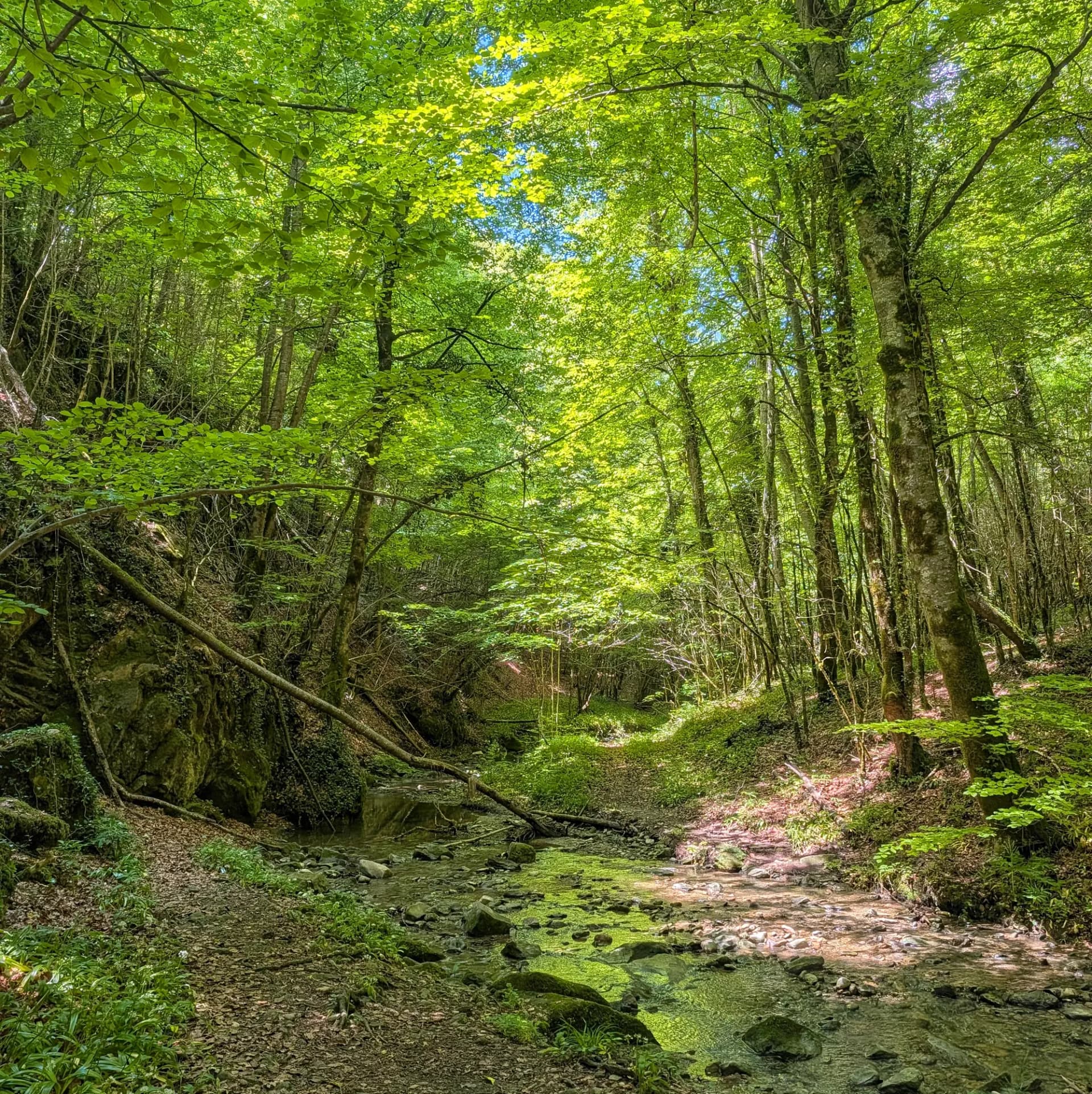 Sunlight filters through a vibrant green forest canopy, illuminating a rocky stream winding through tall trees and dense foliage.