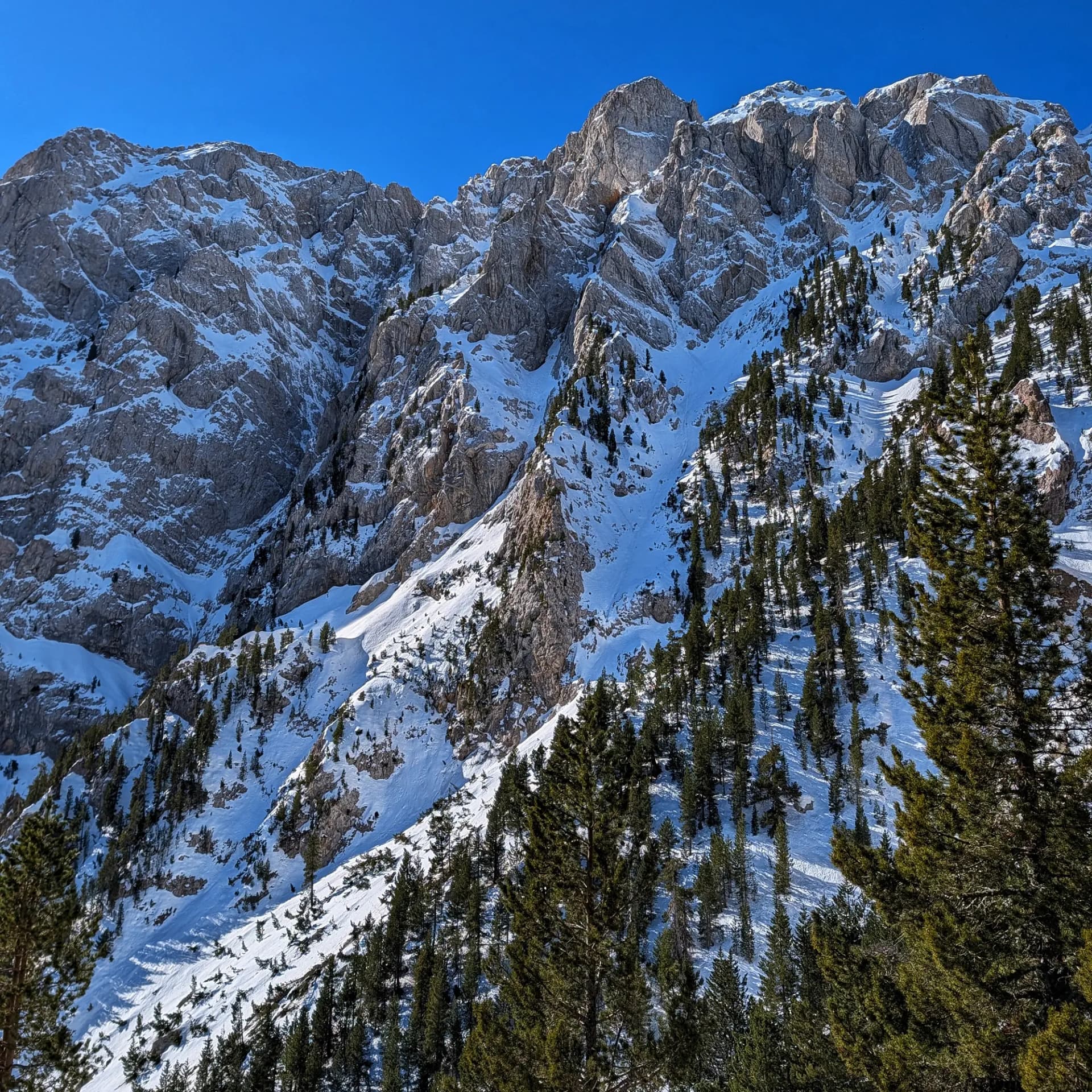 Pics rocosos nevats amb pins sota un cel blau clar al massís de Pedraforca.