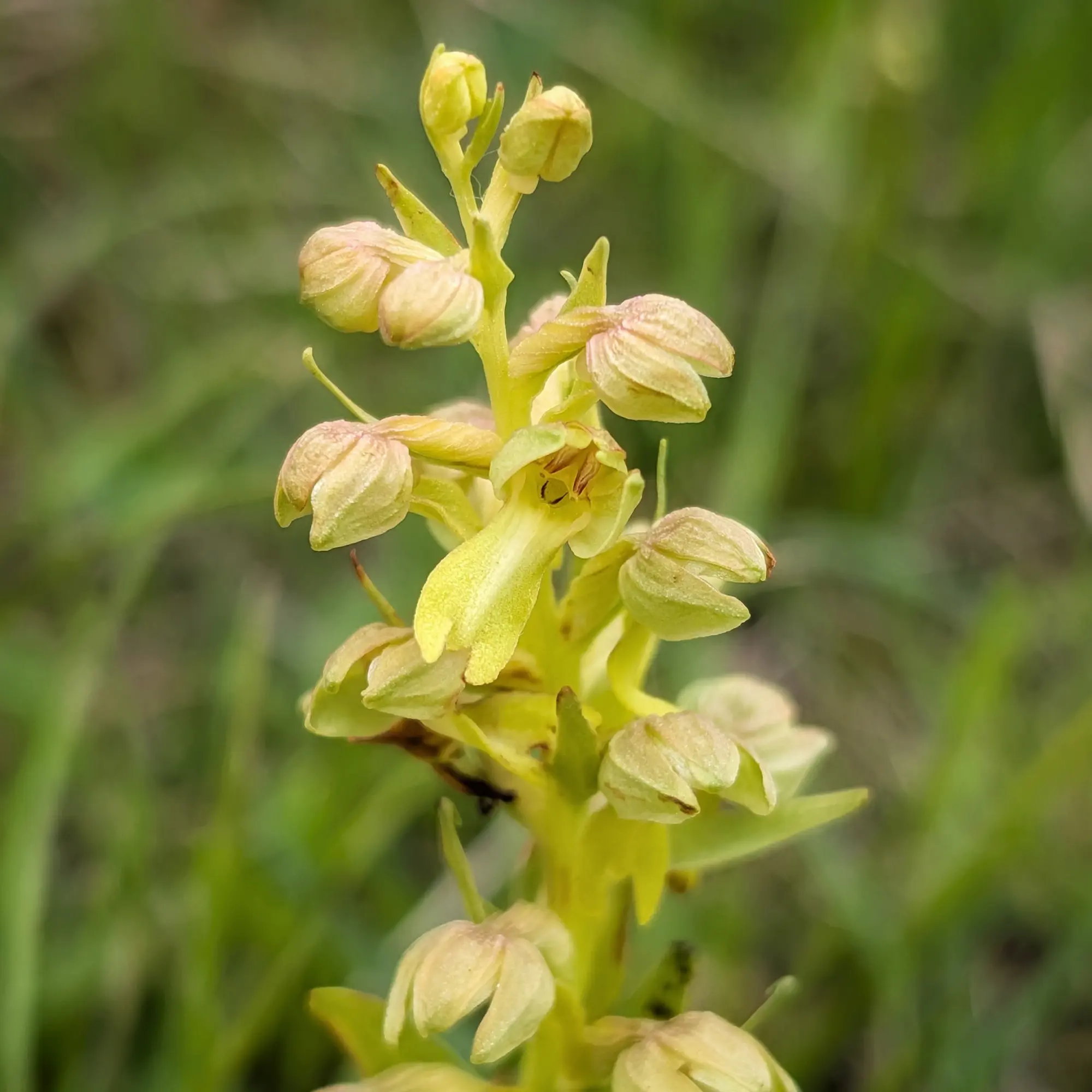 Primer pla d'espiga d'orquídia Coeloglossum viride verd groguenca amb fons verd difuminat.