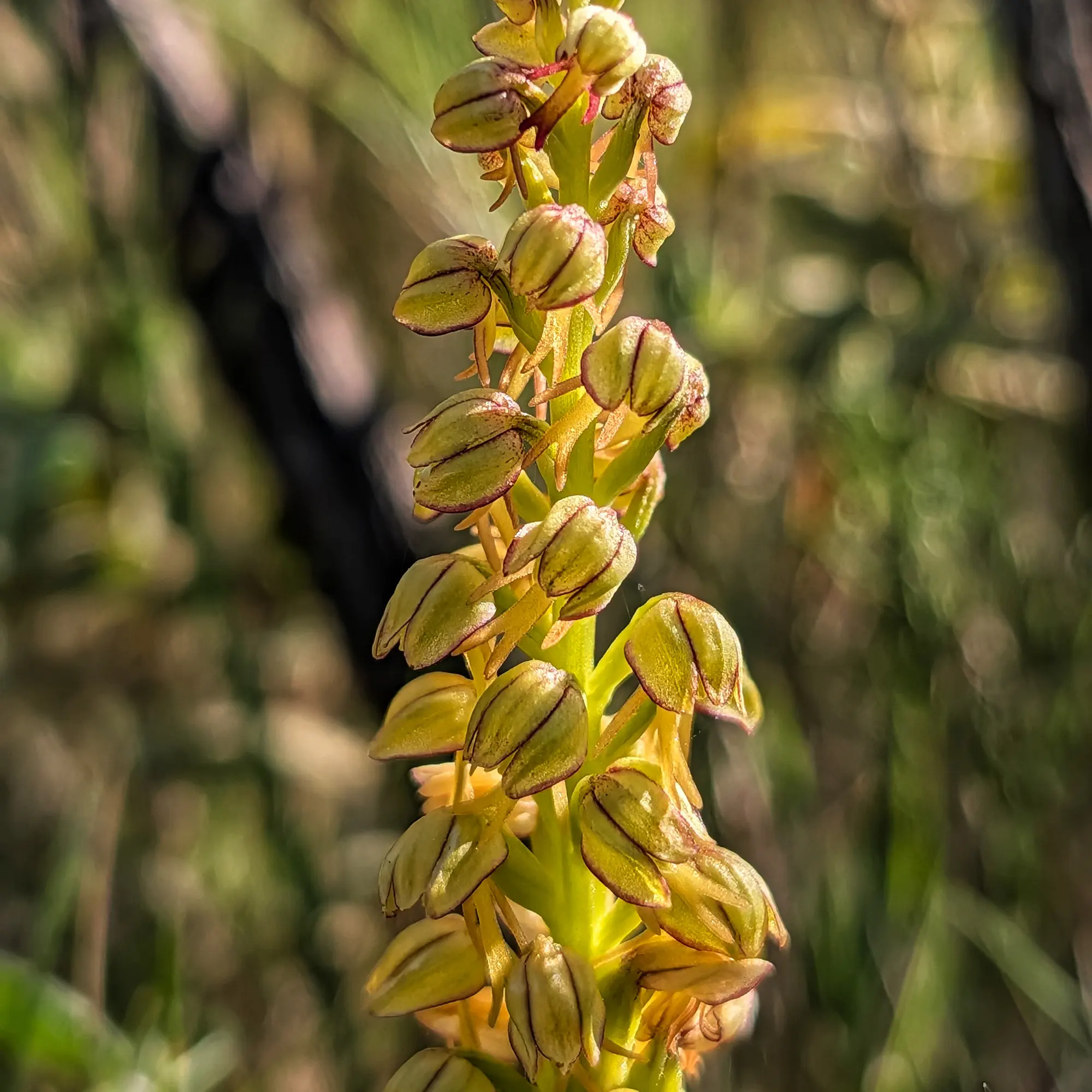 Primer pla d'una inflorescència d'Orchis anthropophora verdosa amb marges rogencs, fons natural desenfocat.