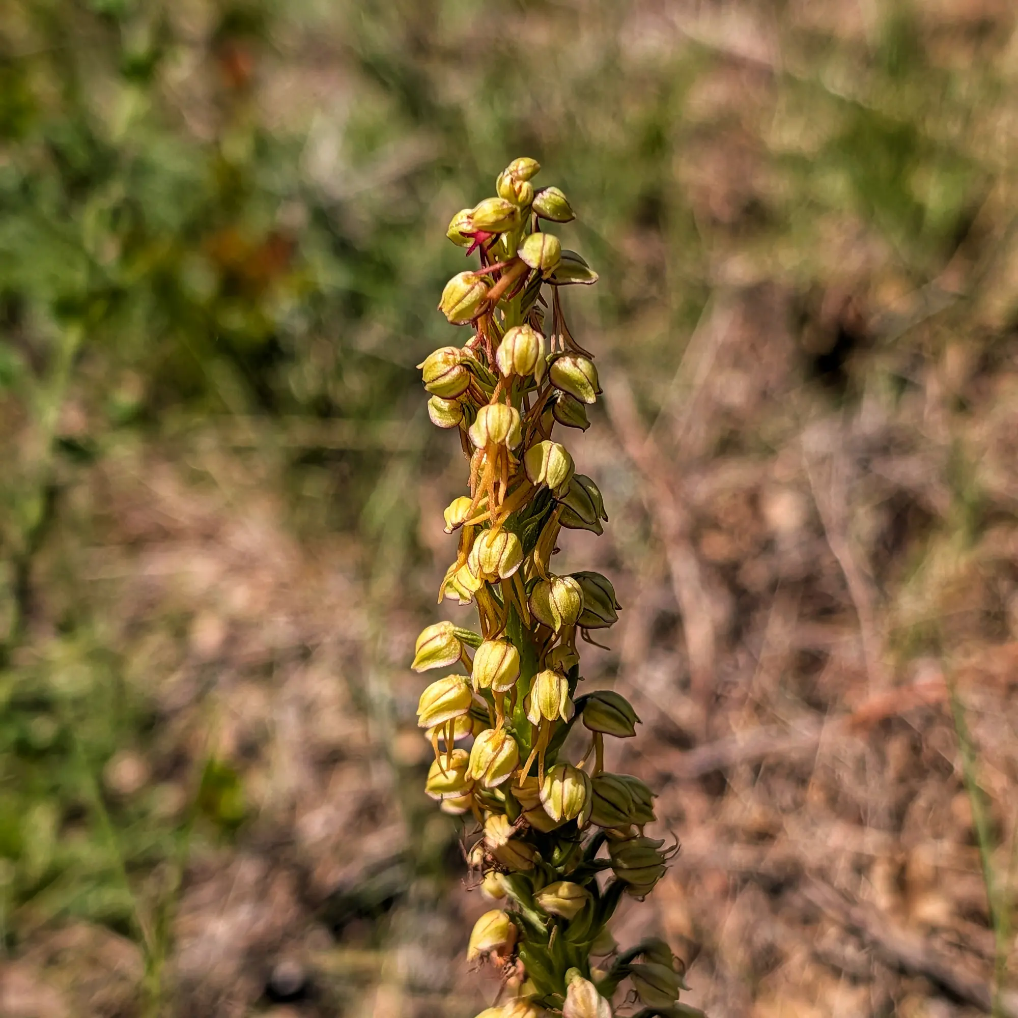 Detall d'Orchis anthropophora amb inflorescència de flors verd groguenques sobre fons natural. Baix Empordà.