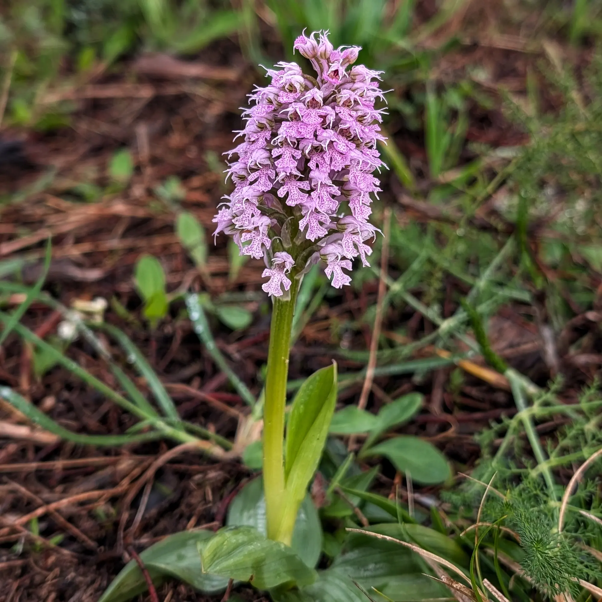 Primer pla d'una orquídia Neotinea conica amb flors liles tacades, tija verda i fulles a la base sobre fons borrós.