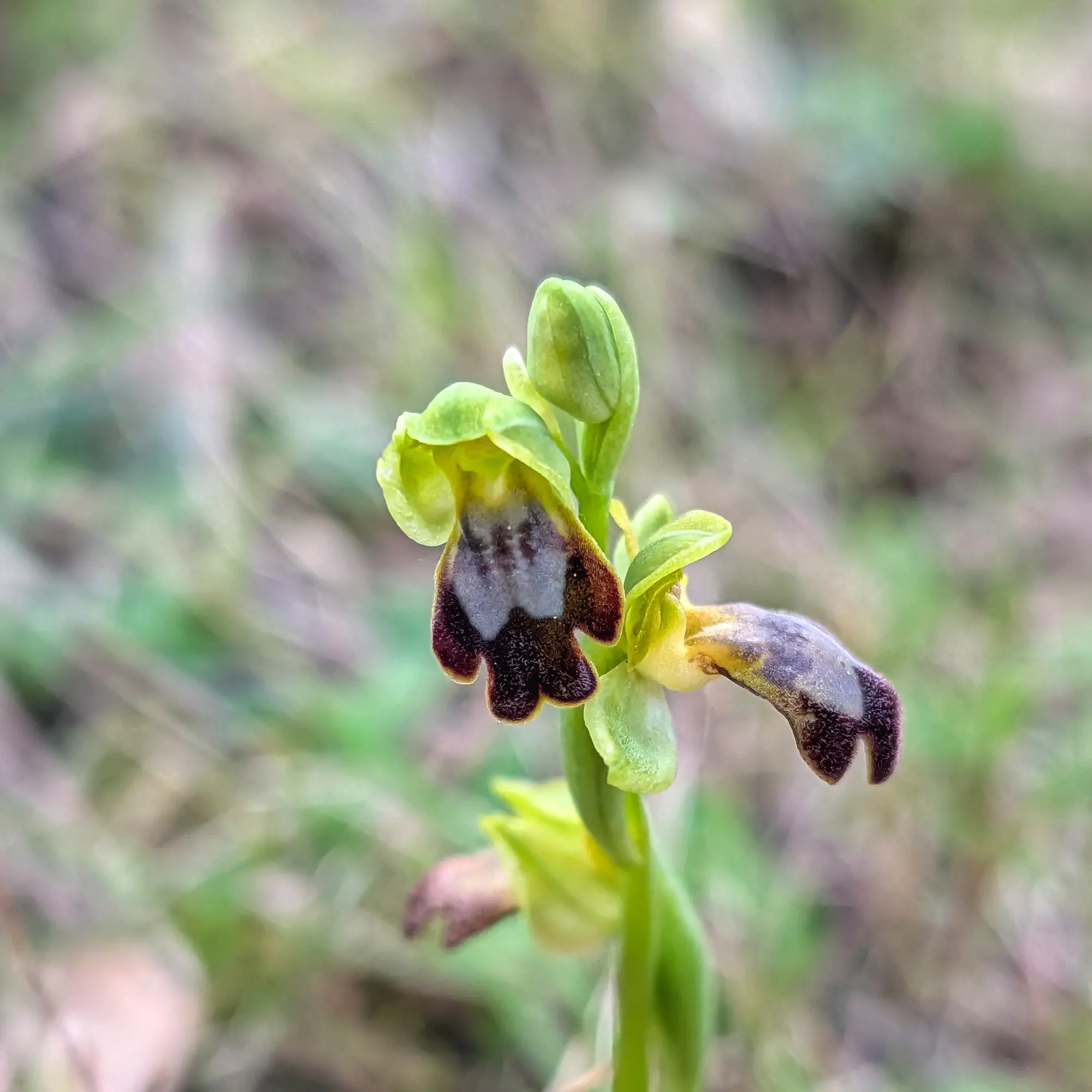 Primer pla d'una Ophrys forestieri del Montgrí, amb pètals marrons i label vellutat.