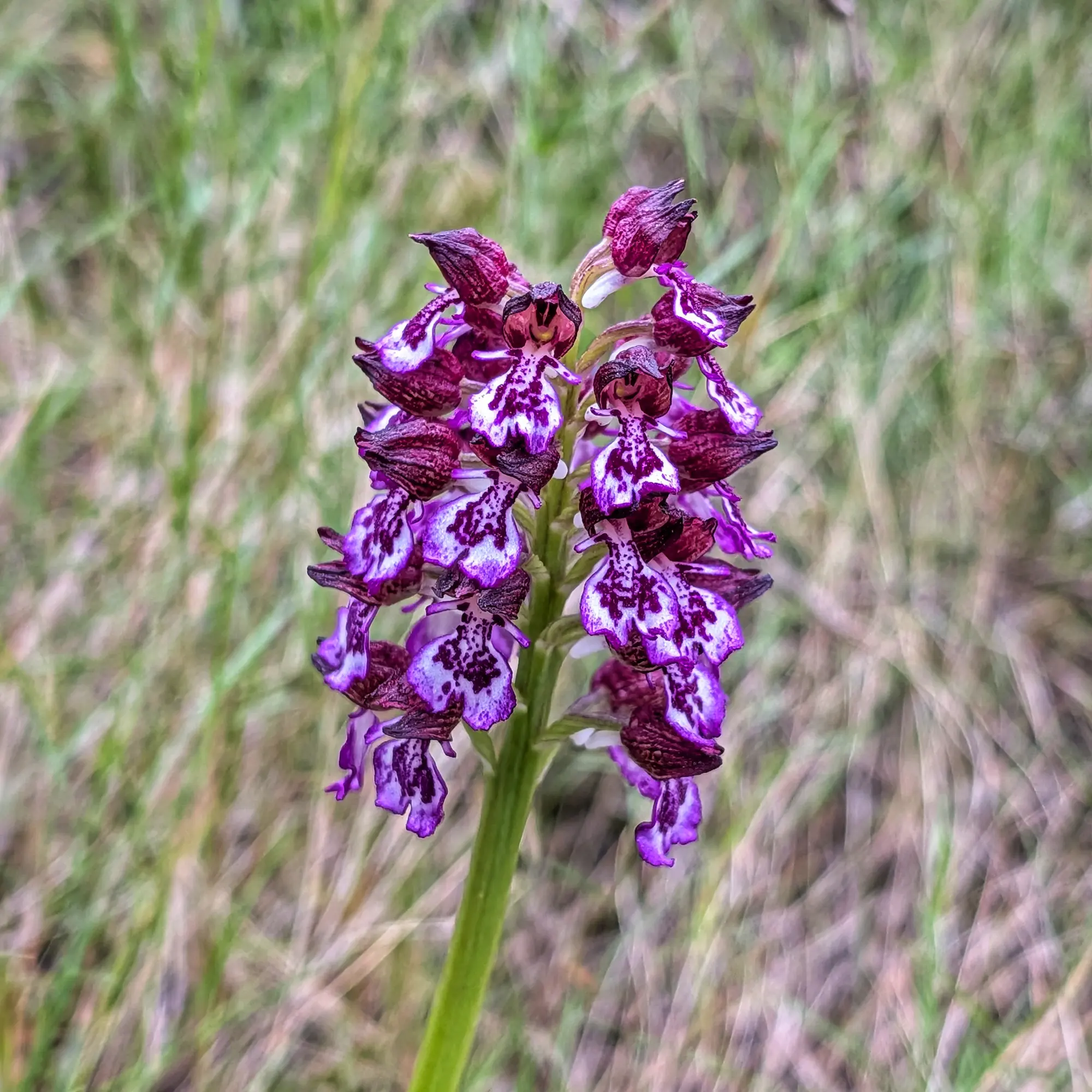 Close-up of a Lady Orchid (Orchis purpurea) with dark purple and white spotted flowers, green stem, and blurred grassy background.