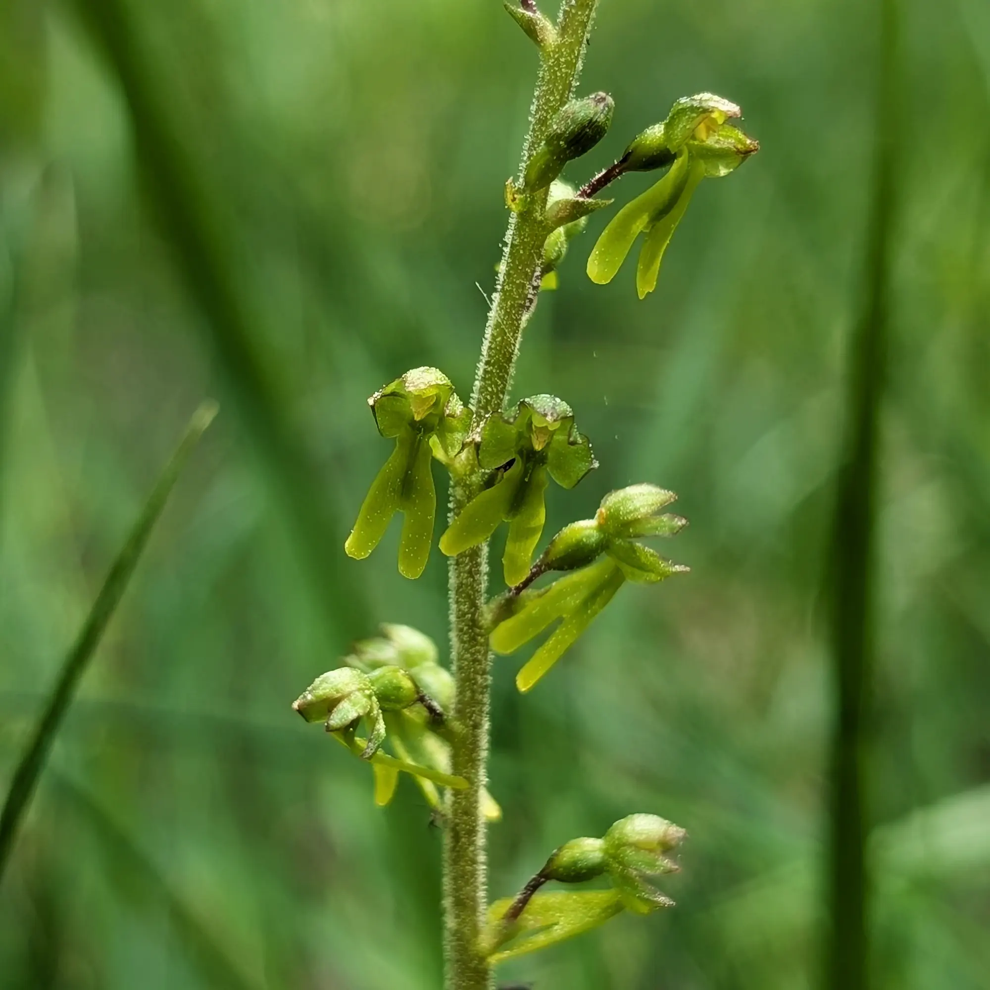 Detail of a specimen of Neottia ovata from the Catalan Pre-Pyrenees