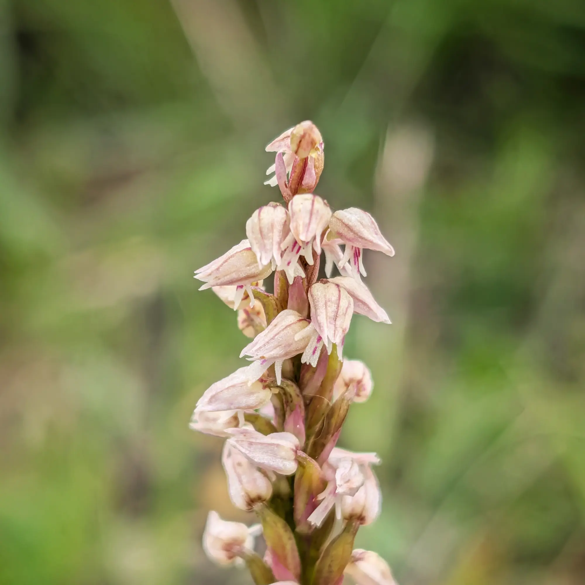 Primer pla d'una espiga floral de Neotinea maculata amb flors blanques i ratlles rosades sobre un fons verd difús.