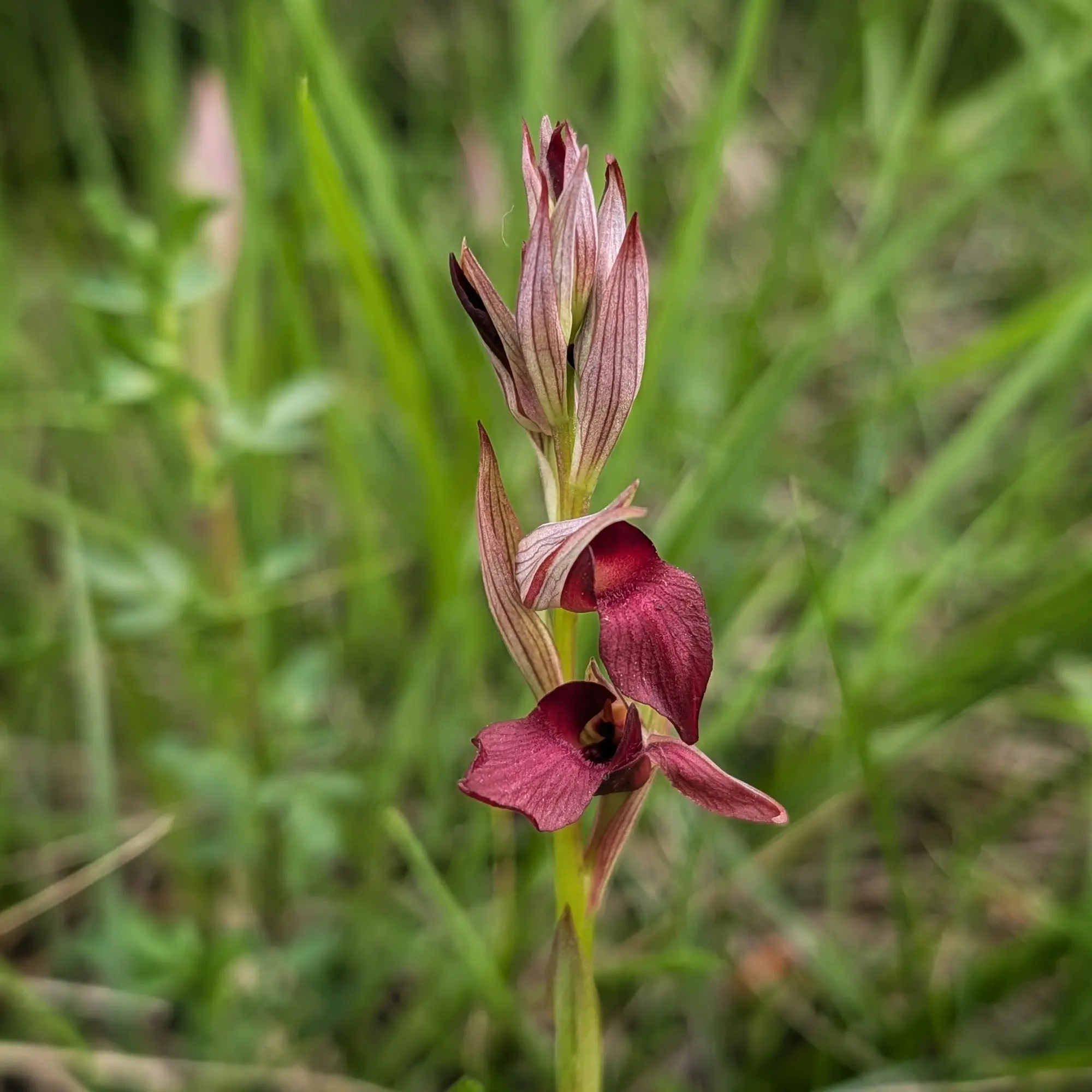 Orquídia Serapias cordigera amb flors bordes i capolls, sobre fons verd difuminat.