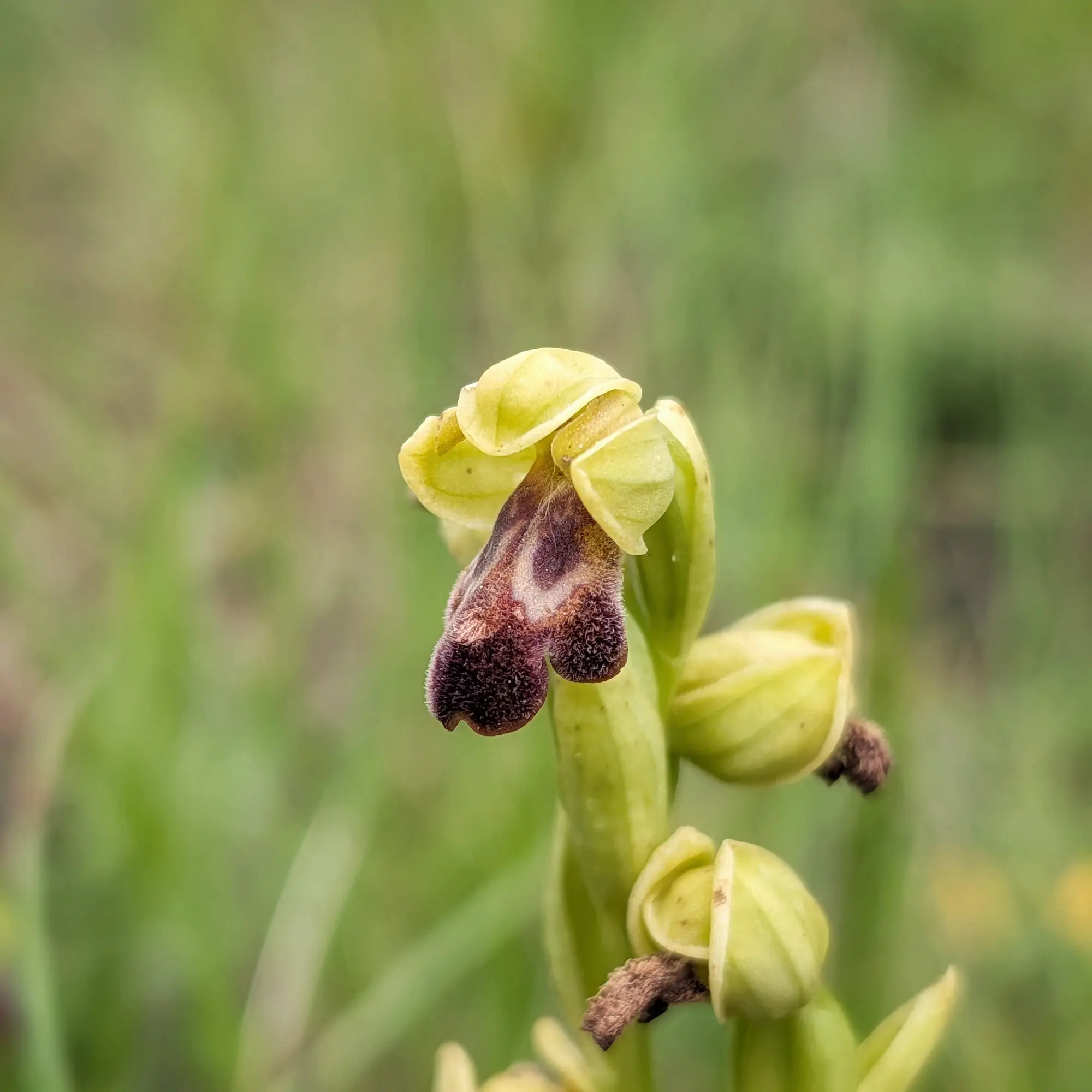 Ophrys vasconica pansida amb sèpals verd-groguencs i label marró fosc vellutat sobre fons verd difuminat.
