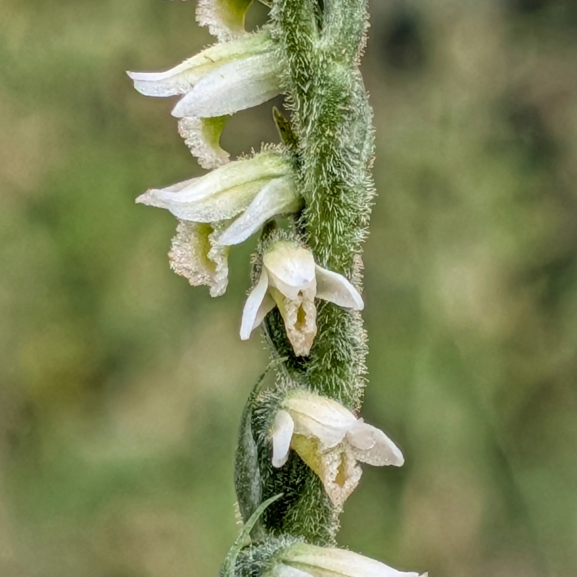 Spiranthes spiralis