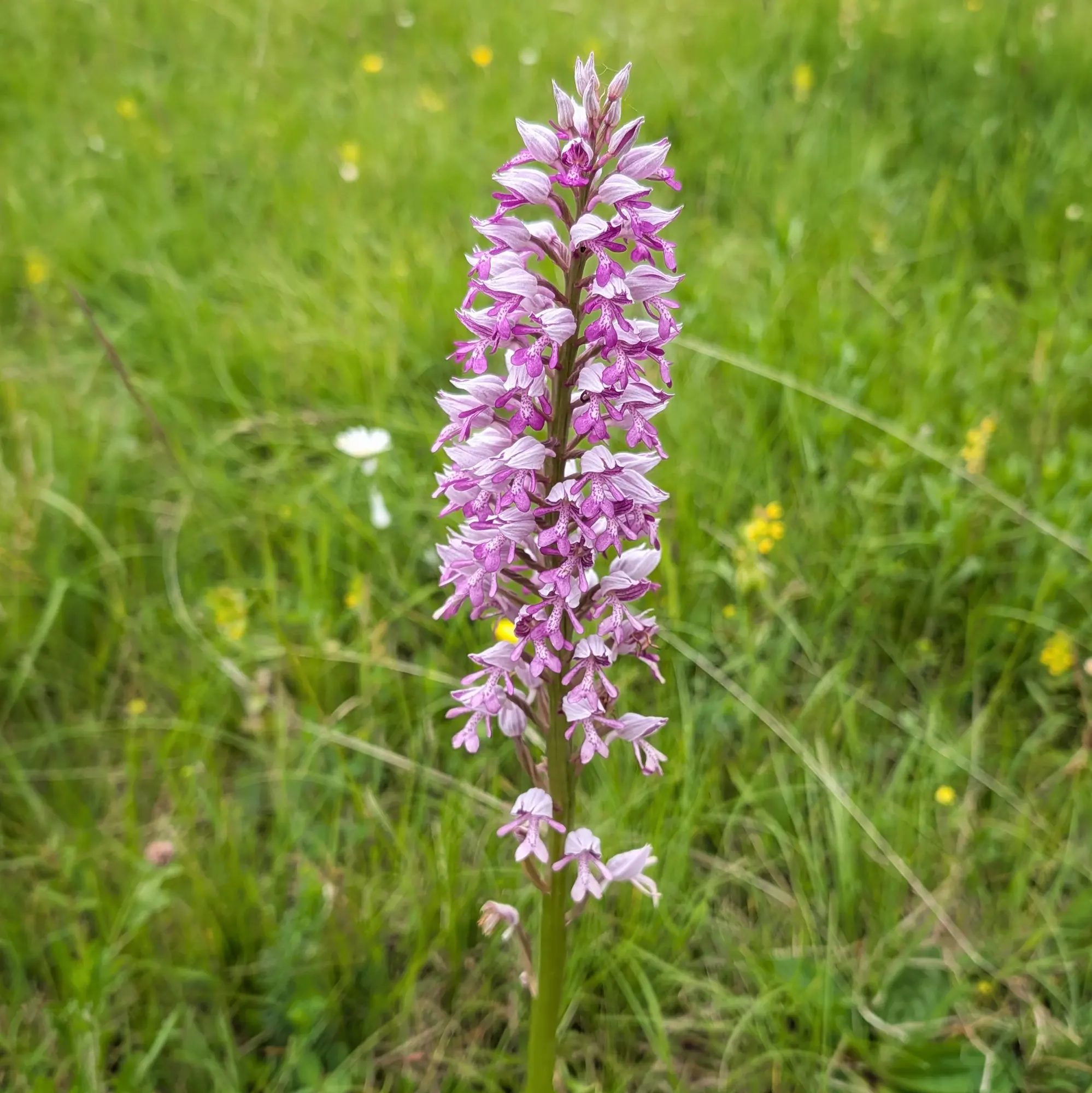Orquídia militar (Orchis militaris) amb flors liles i magentes sobre un fons verd borrós de prat.