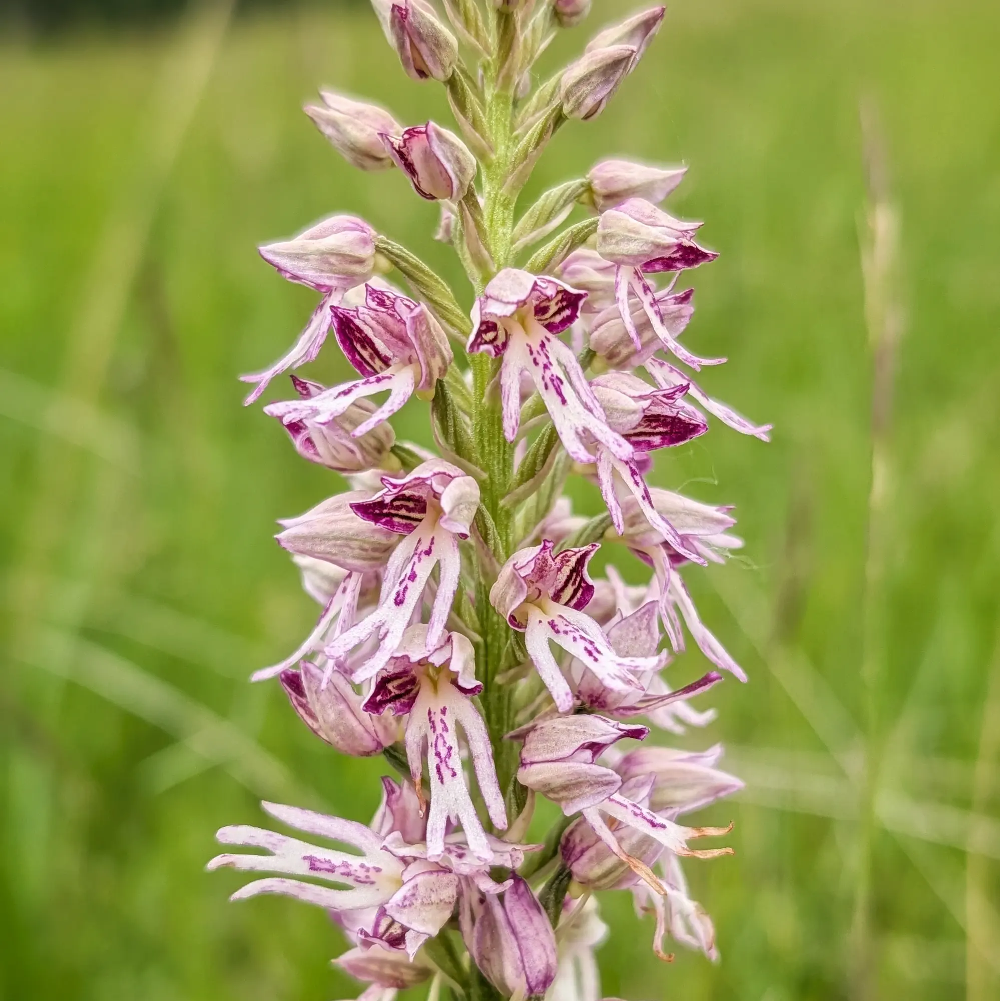 Detall d'una espiga d'orquídia híbrida Orchis ×spuria, de pètals rosa i blanc amb taques morades, sobre fons verd difuminat.