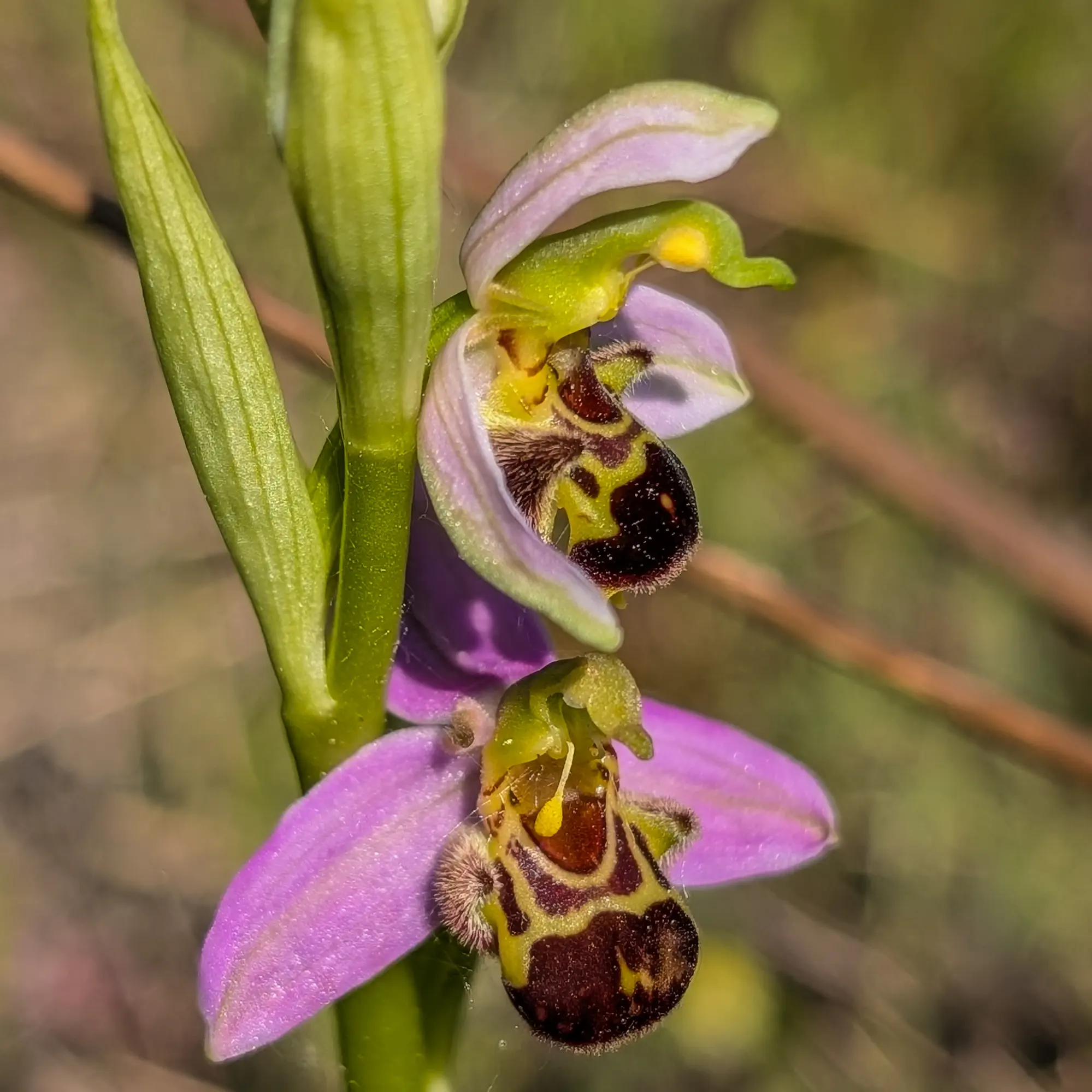 Ophrys apifera en flor prop de Sils, Catalunya.